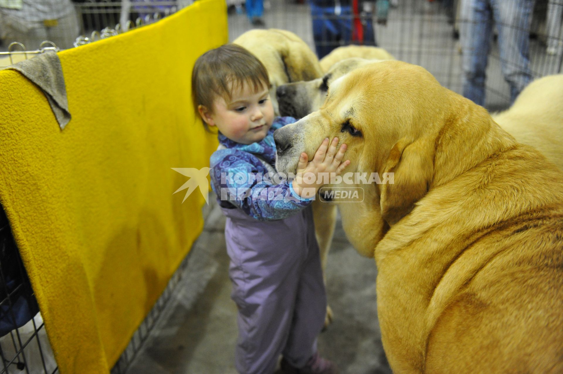 МВЦ `Крокус Экспо`. Международная выставка собак `Евразия 2014`. На снимке: маленькая девочка гладит собаку.