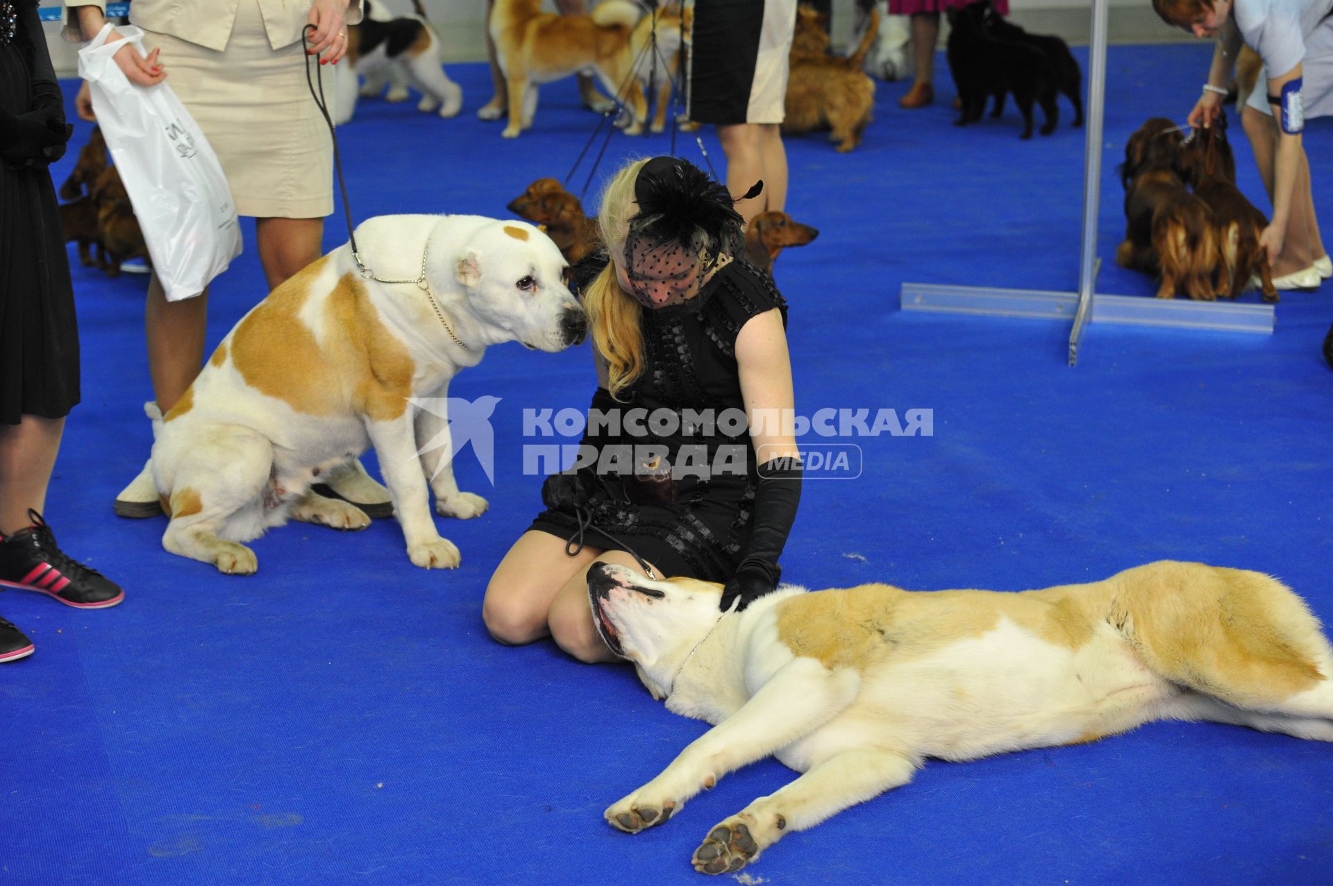МВЦ `Крокус Экспо`. Международная выставка собак `Евразия 2014`. На снимке: собака породы Туркменский алабай.