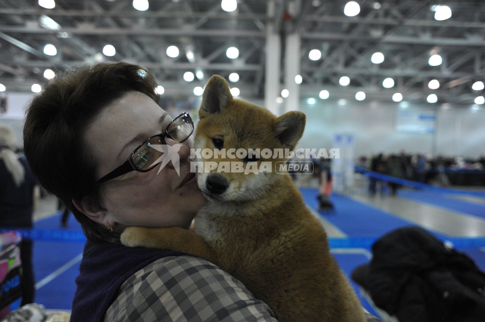 МВЦ `Крокус Экспо`. Международная выставка собак `Евразия 2014`. На снимке: собака породы Shiba.