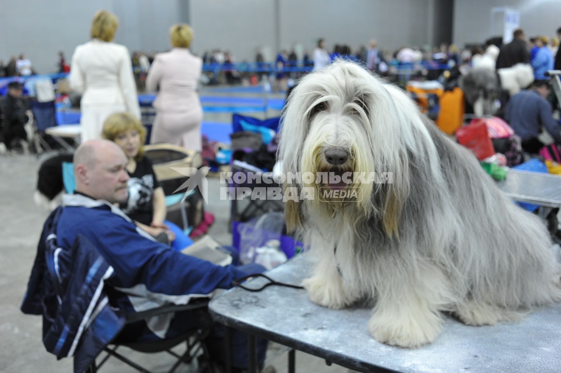 МВЦ `Крокус Экспо`. Международная выставка собак `Евразия 2014`. На снимке: собака породы бородатый колли.