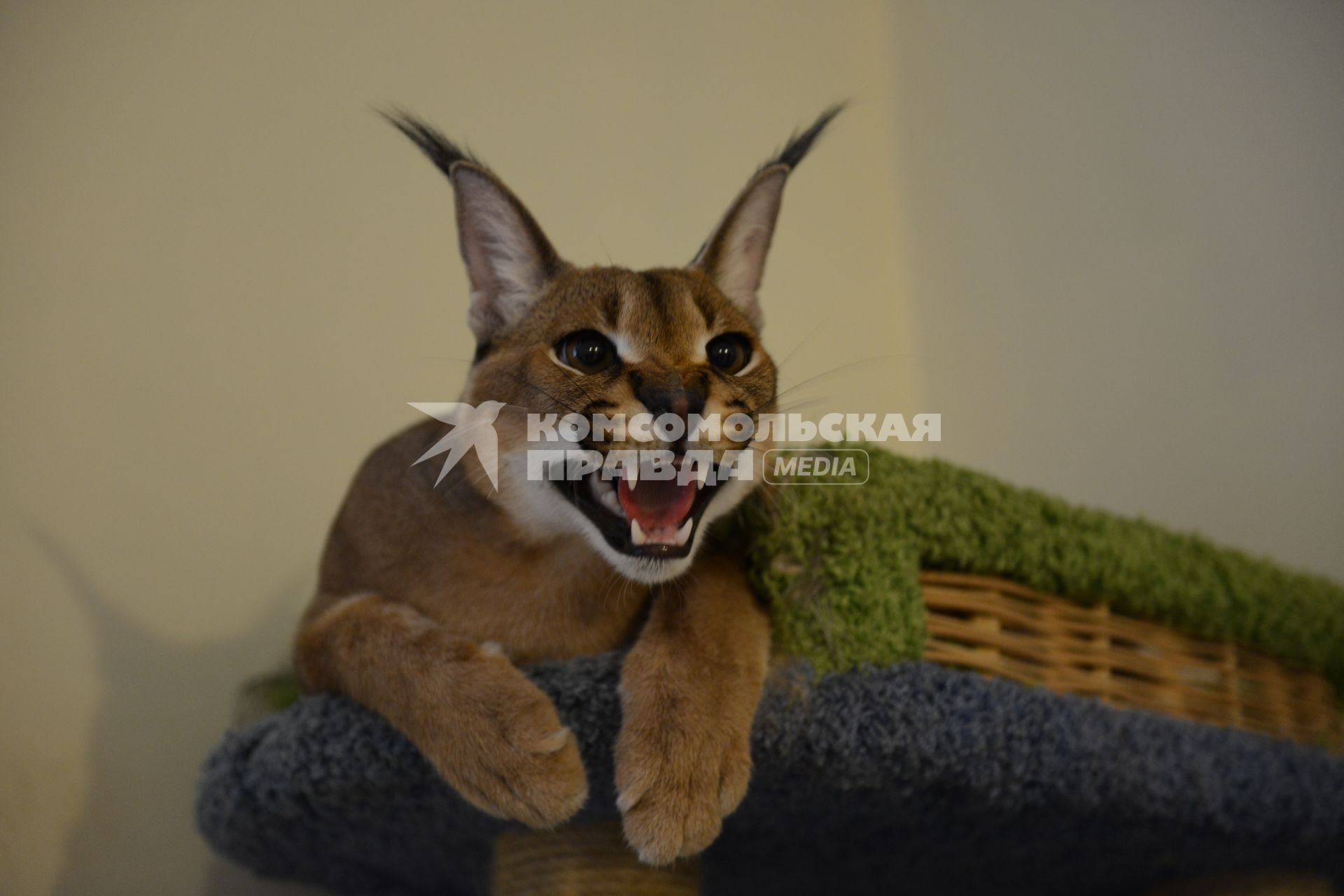 Питомник экзотических кошек `Мурмулет`. На снимке: кошка породы каракал.