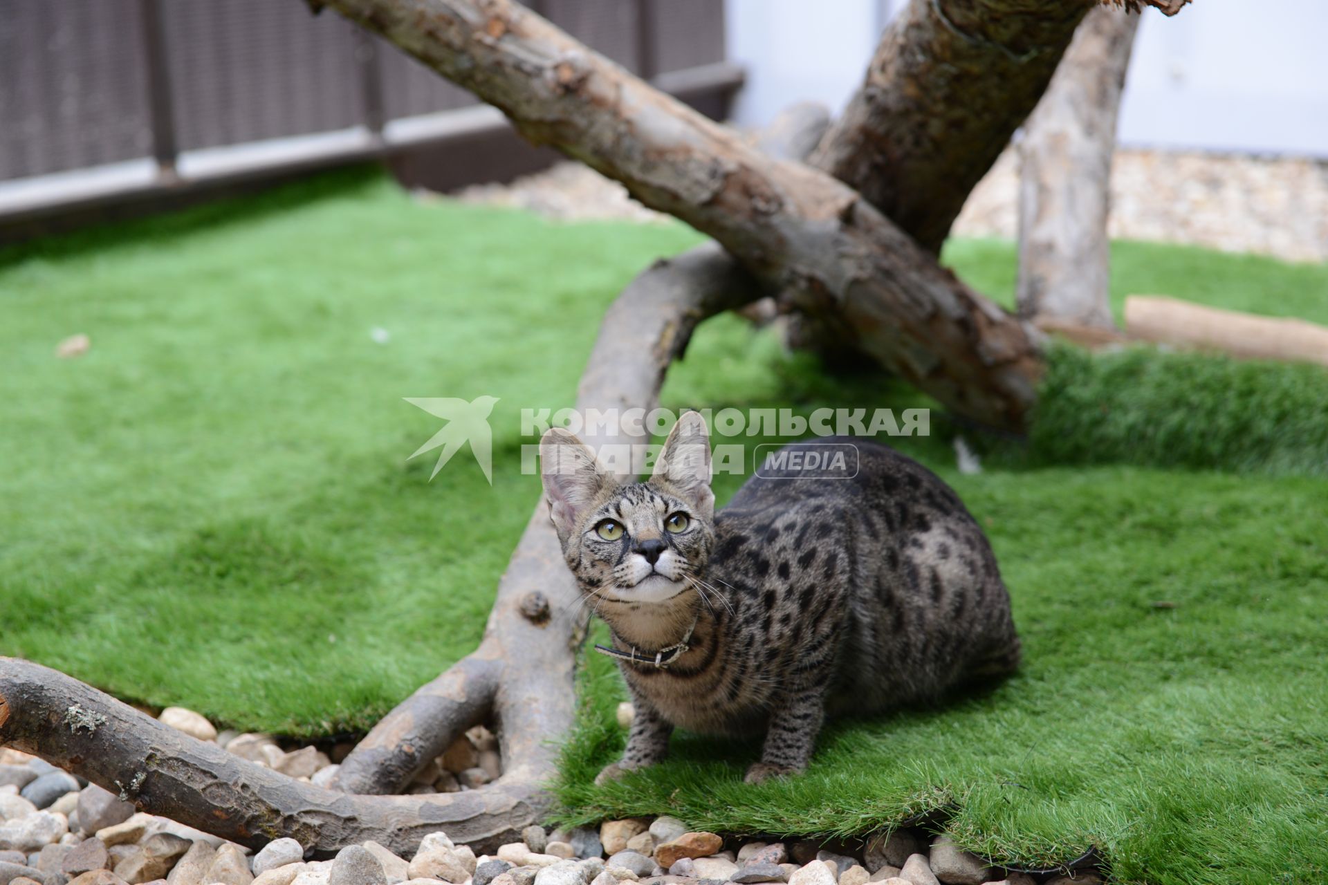 Питомник экзотических кошек `Мурмулет`. На снимке: кошка породы саванна.