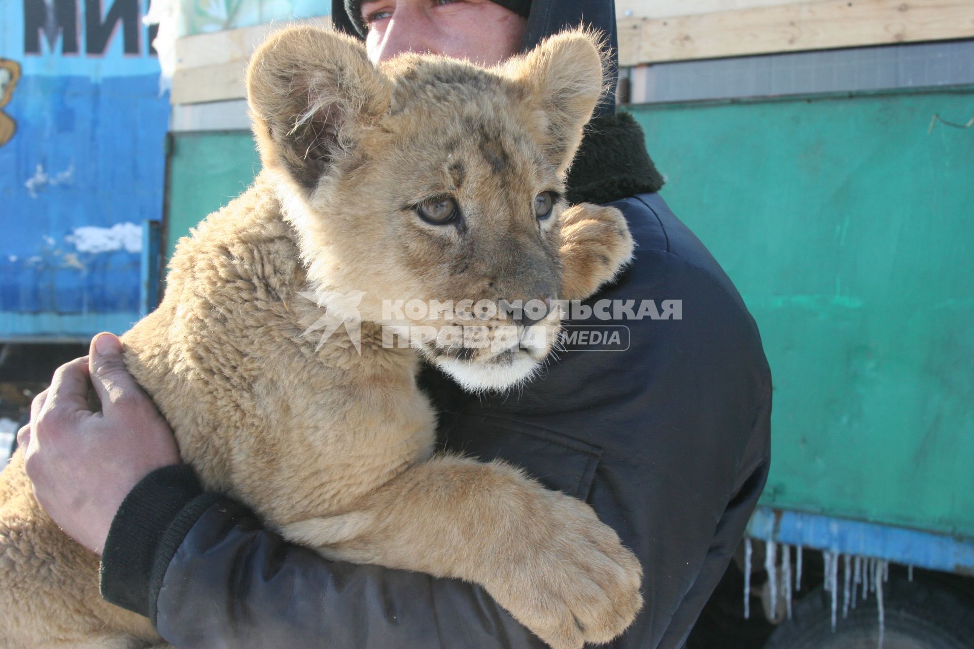 Львенок на руках у сотрудника зоопарка.