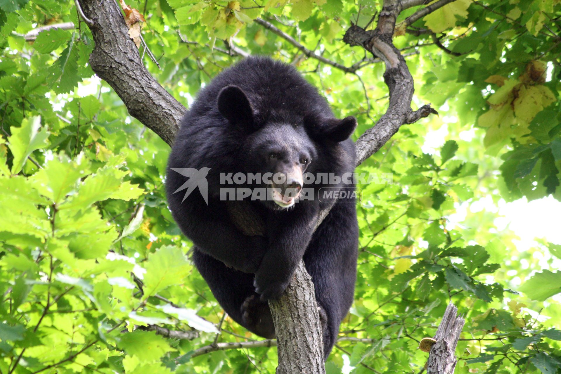 Медведь уссурийский чёрный, белогрудый забрался на дерево.