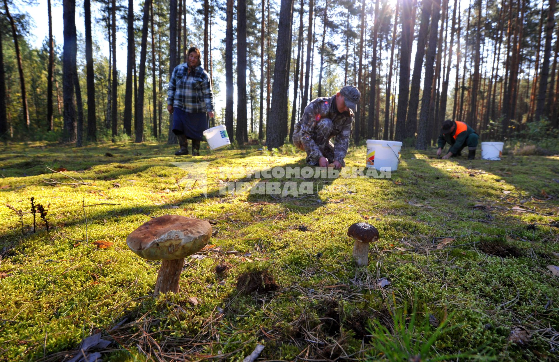 Грибники собирают в лесу грибы.