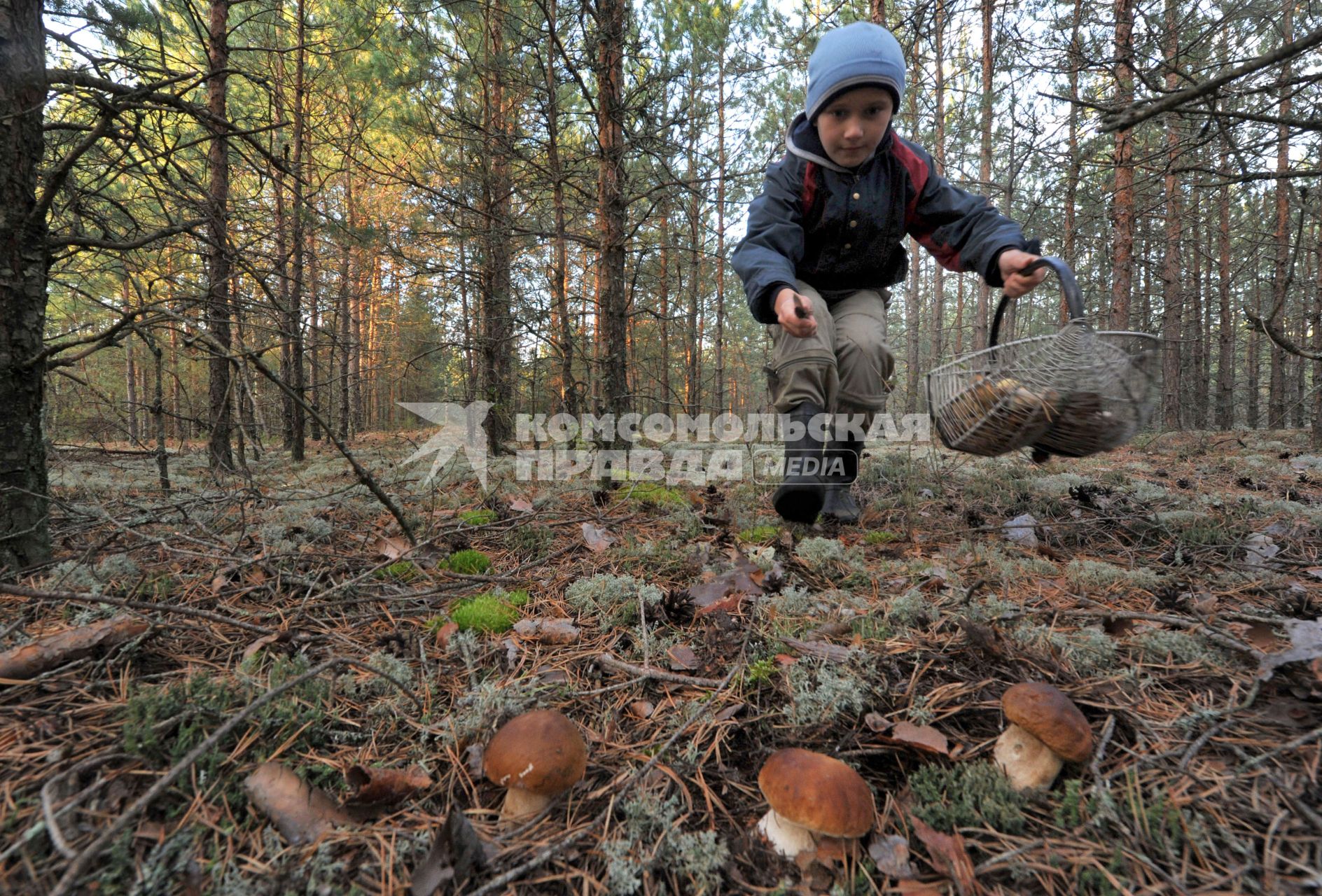 Ребенок собирает елые грибы.
