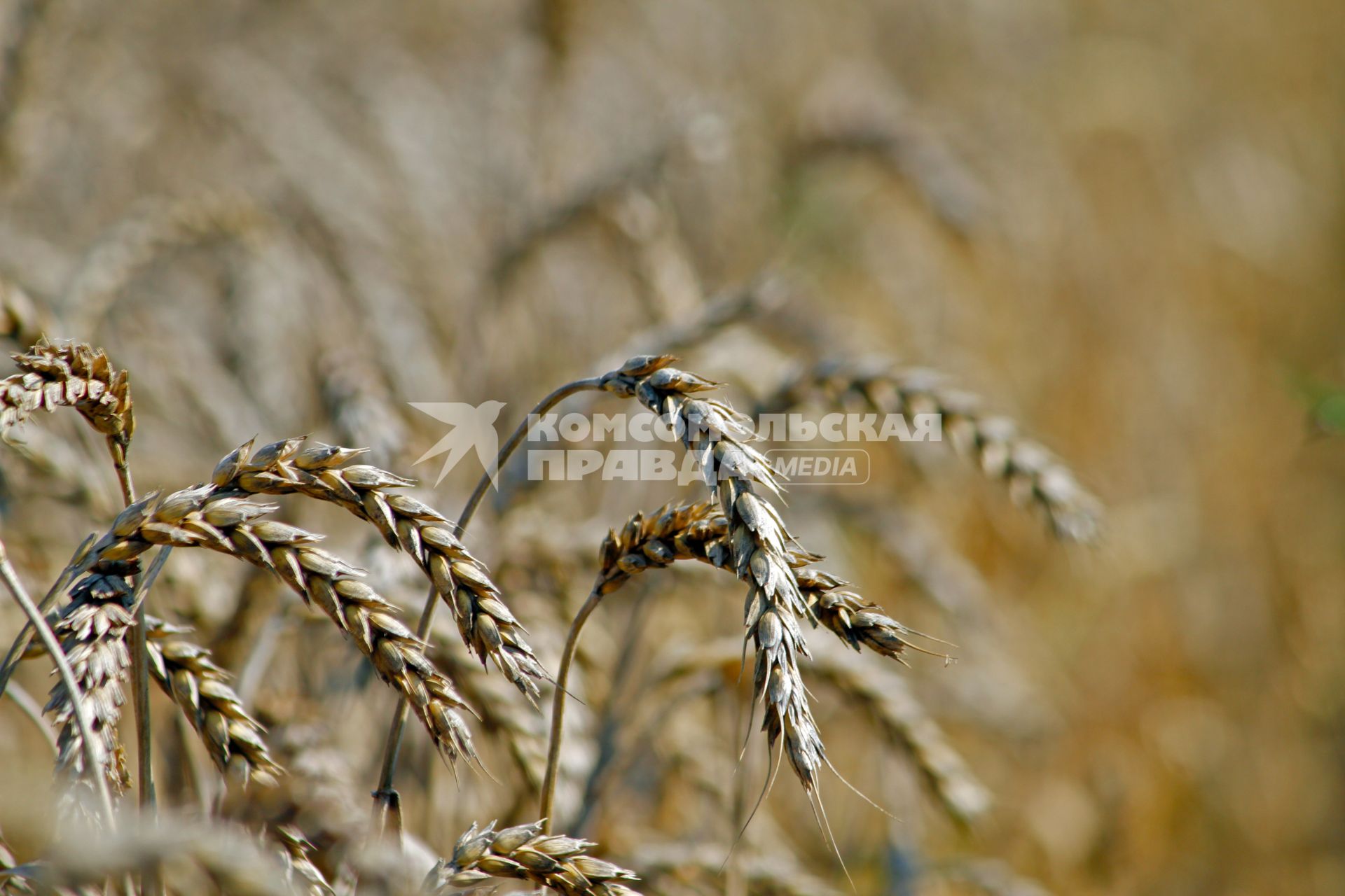 Сбор урожая пшеницы.