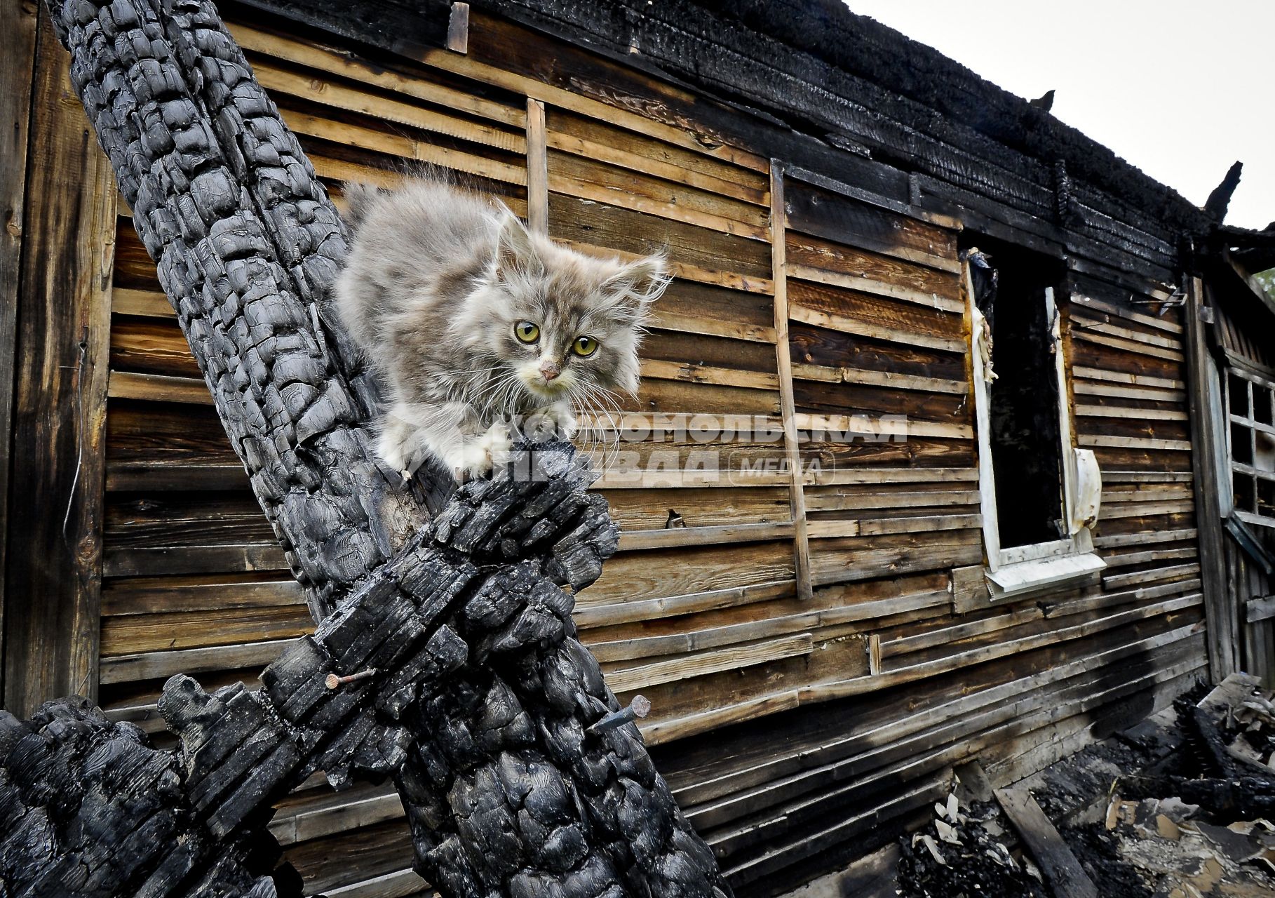 Котенок на пепелище.