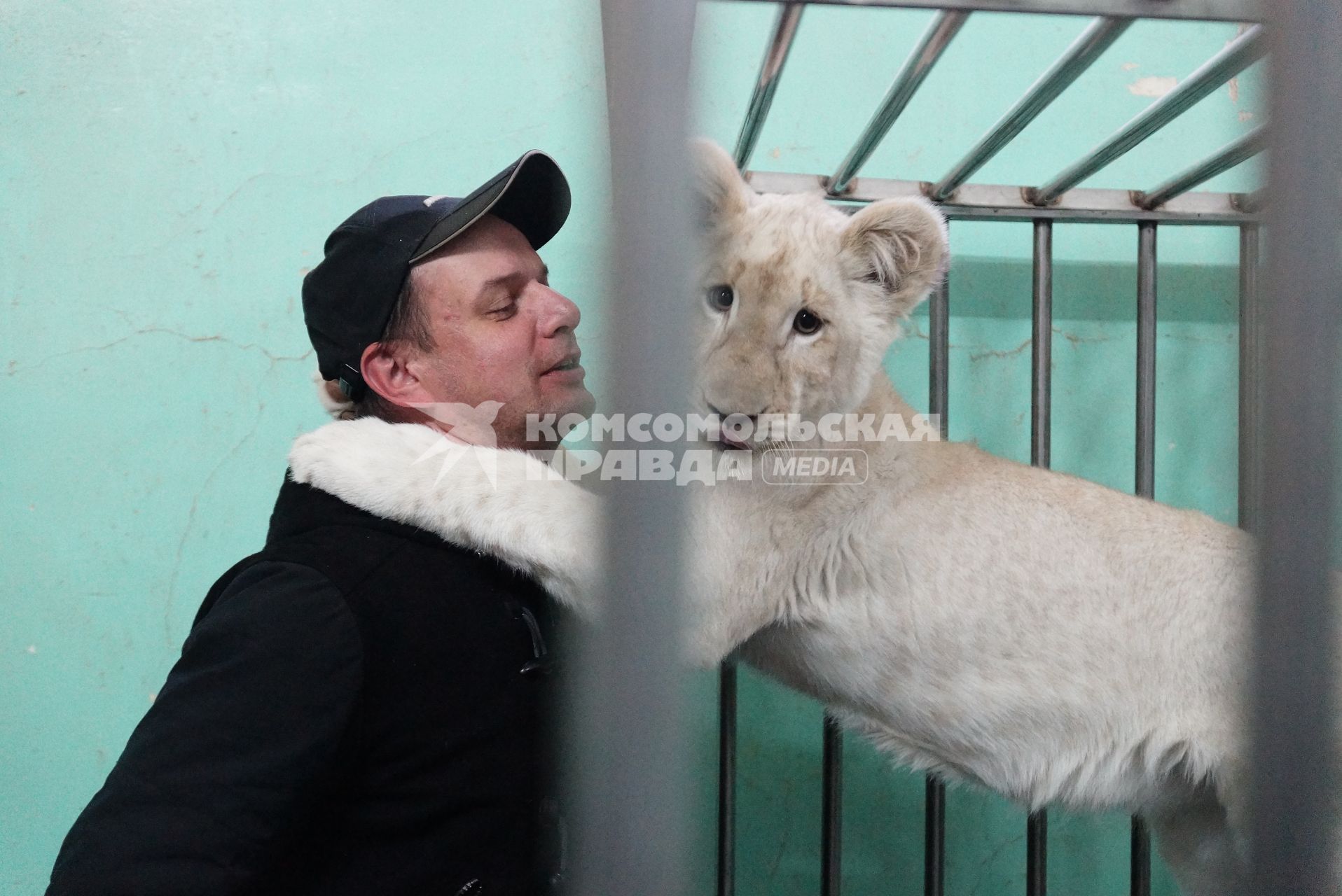 Дрессировщик Сергей Нестеров с маленькой львицей Тамарой из новой цирковой программы в Екатеринбургском цирке. Сафари цирк.