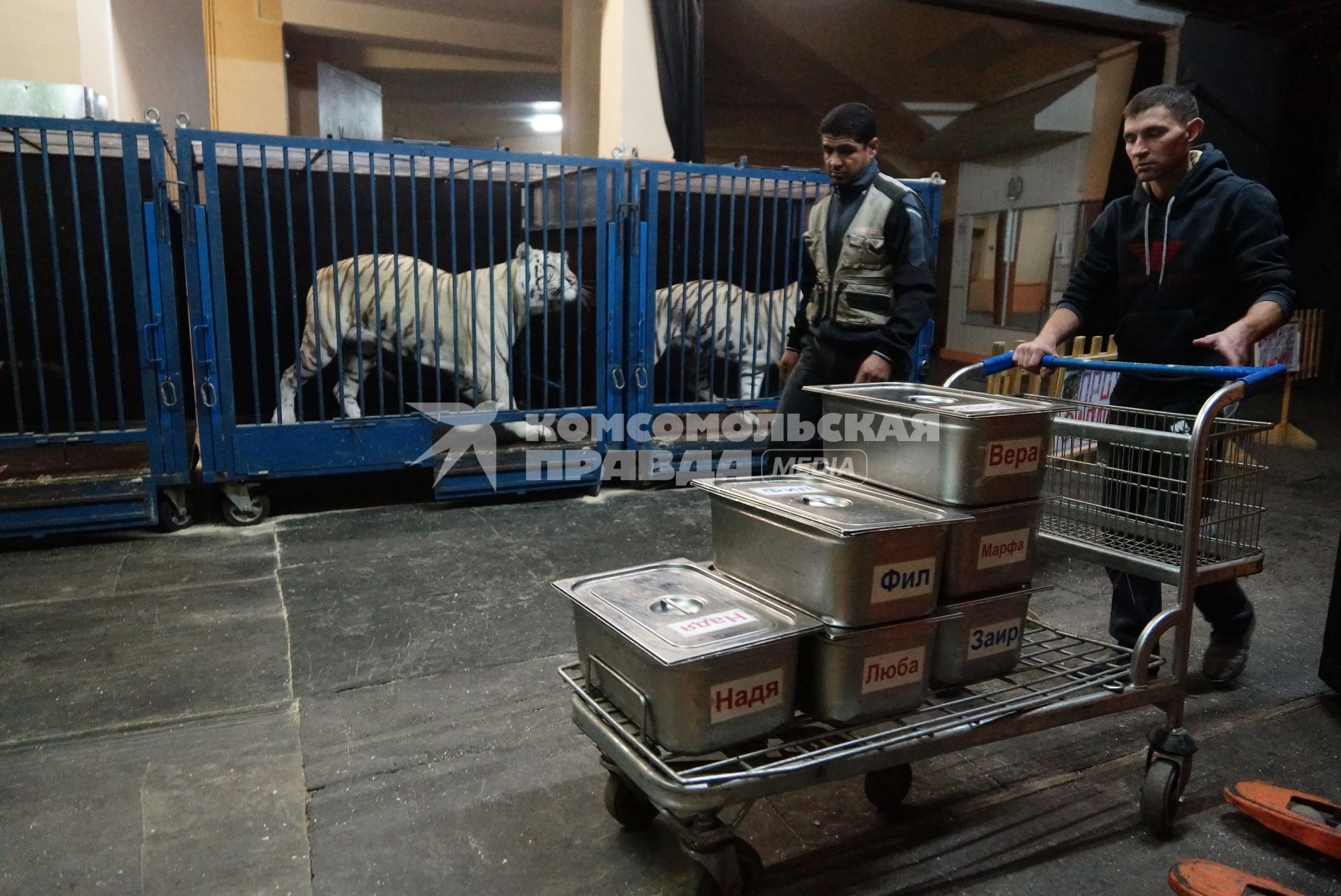 Рабочие везут тележку с контейнерами с едой для белых тигров Сергея Нестерова. Новоя цирковая программа в Екатеринбургском цирке. Сафари цирк.