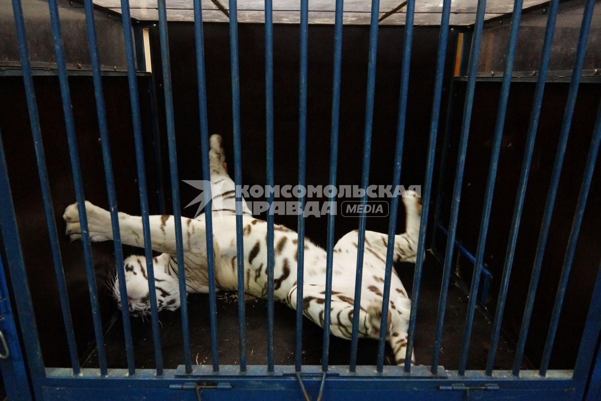 Белый тигр валяется на спине в клетке. Новоя цирковая программа в Екатеринбургском цирке. Сафари цирк.