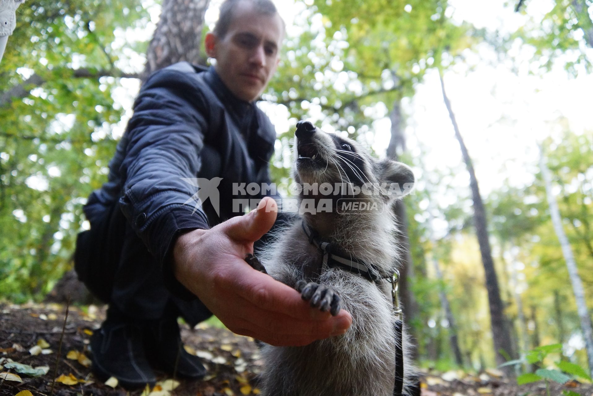 Парень гуляет с маленьким енотом на шлейке, и кормит его виноградом.