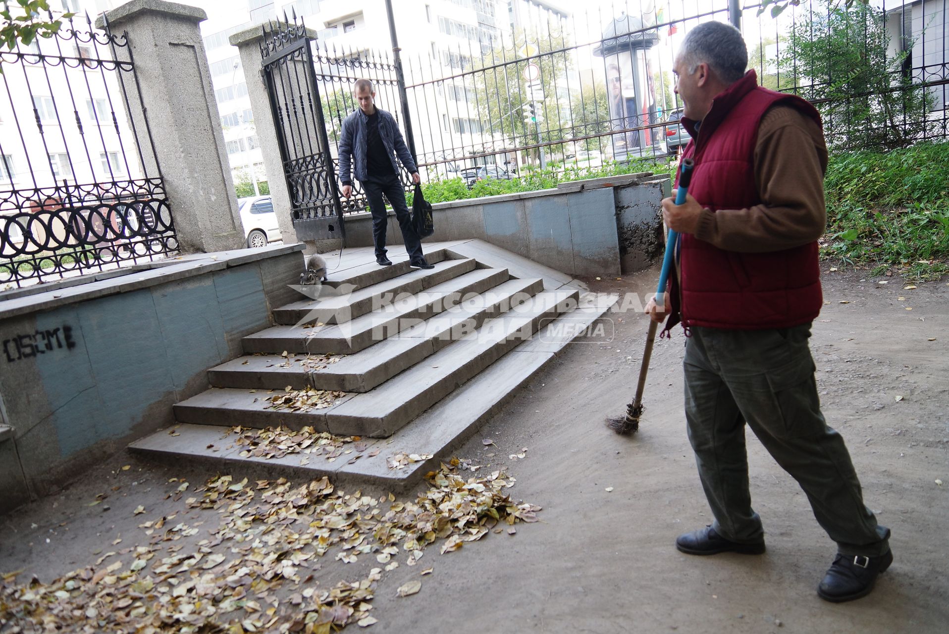 Парень гуляет с маленьким енотом на шлейке.