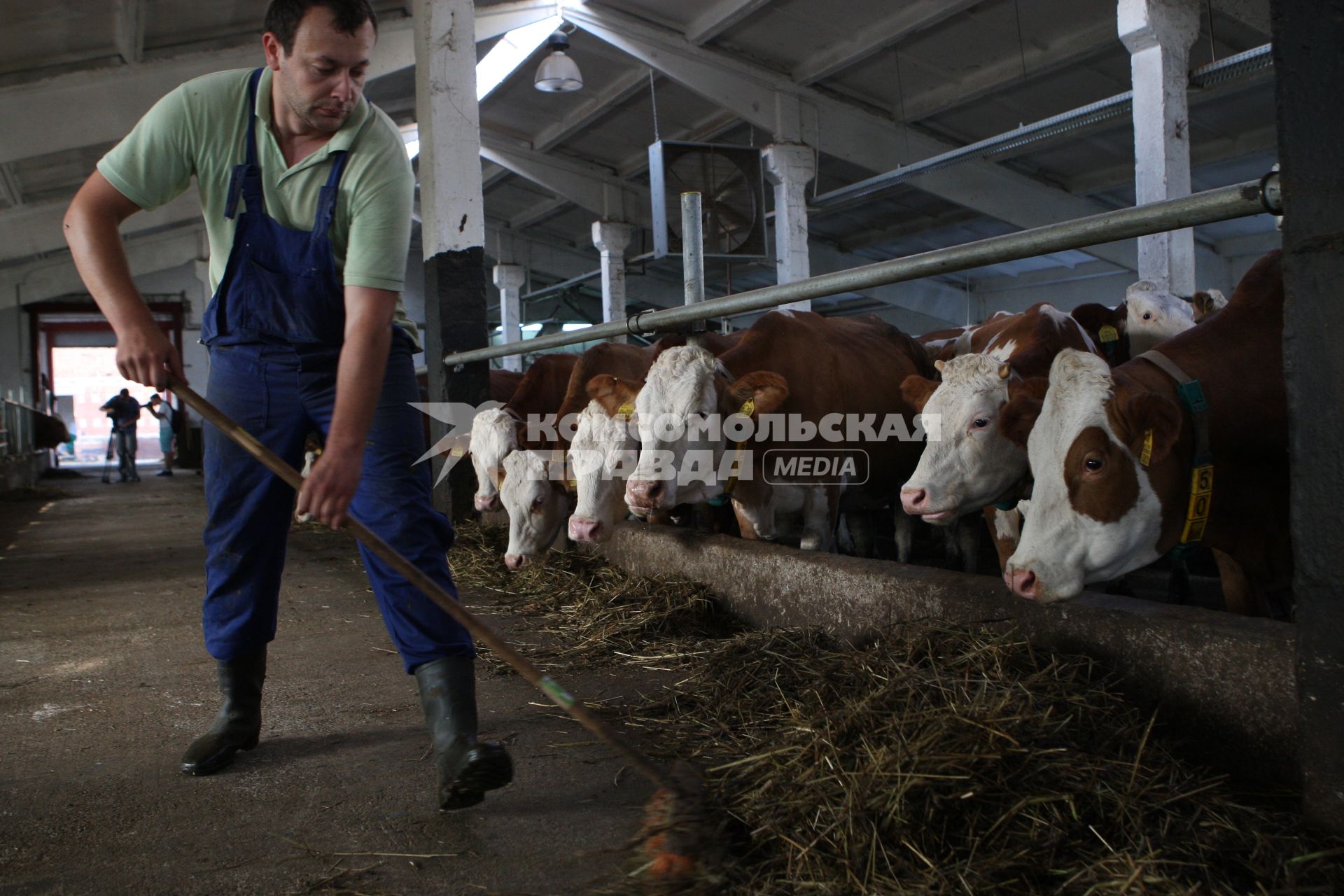 Калининградская область. Частное сельскохозяйственное предприятие. На снимке: фермер подкладывает сено коровам.