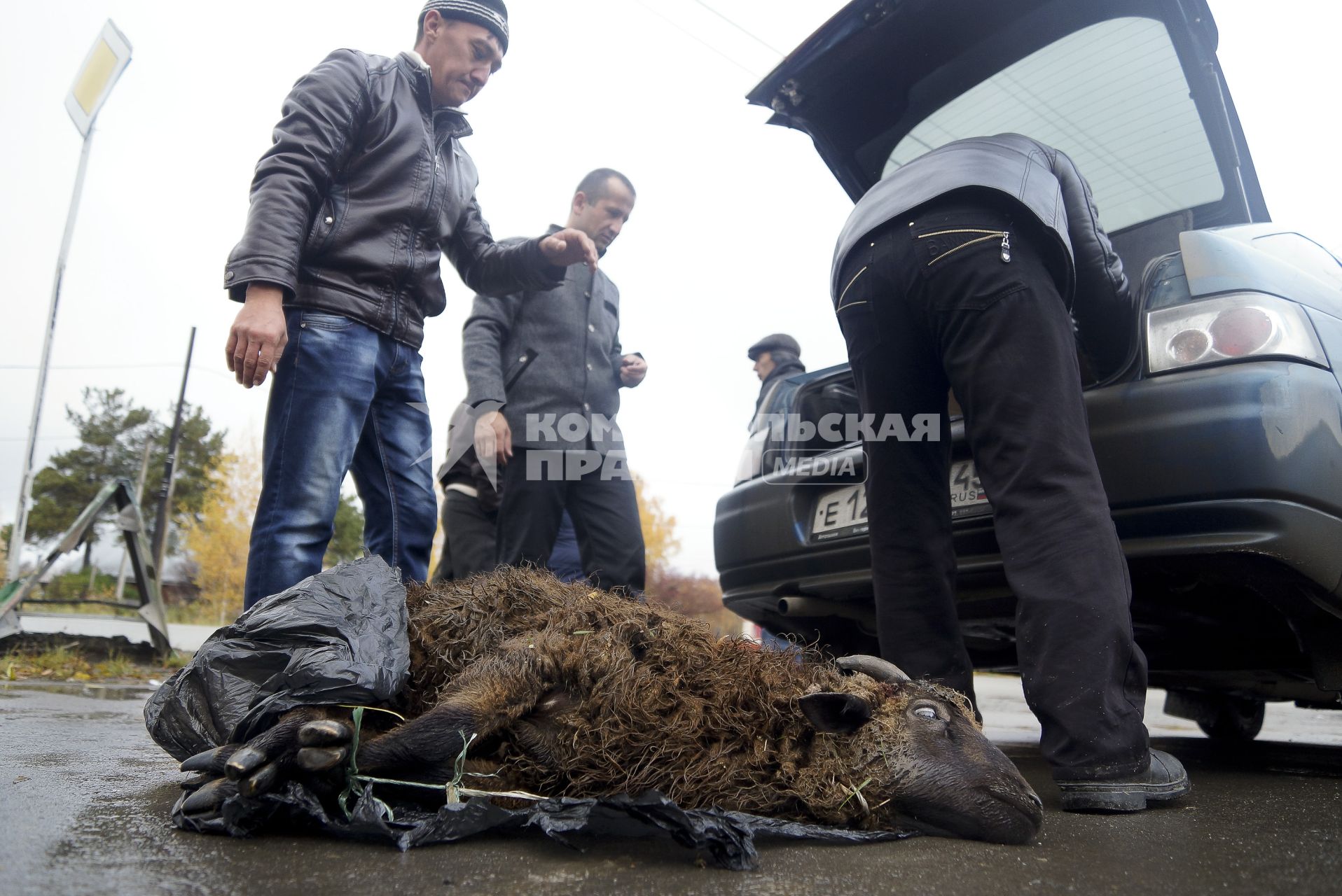 Мусульмане готовя жертвенного барана к погрузке в багажник в день праздника жертвоприношения Курбан-байрам у Медной мечети имени имама Исмаила аль-Бухари в городе Верхняя Пышма