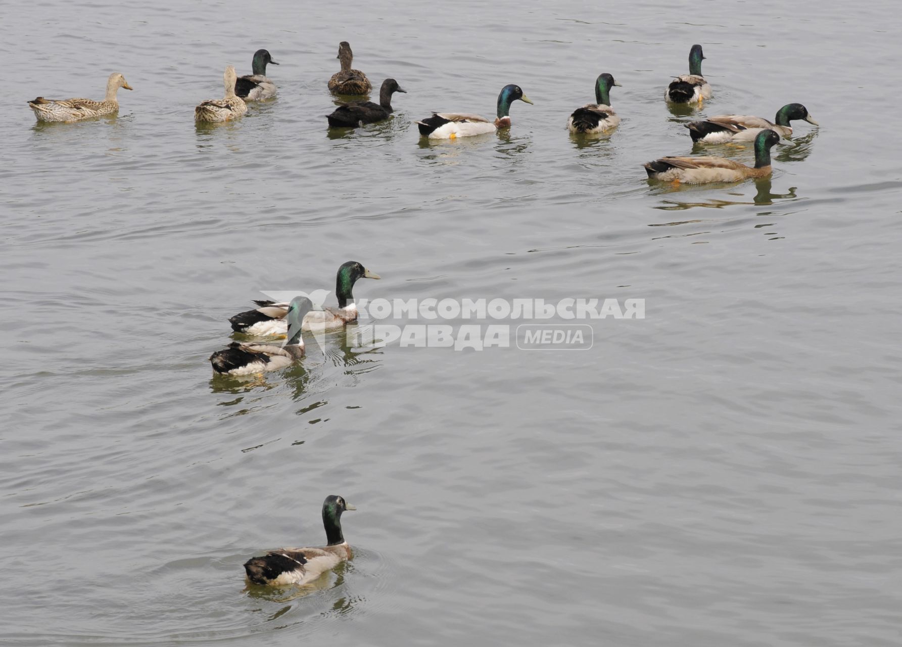 Музей-заповедник `Царицыно`. На снимке: утки в пруду.