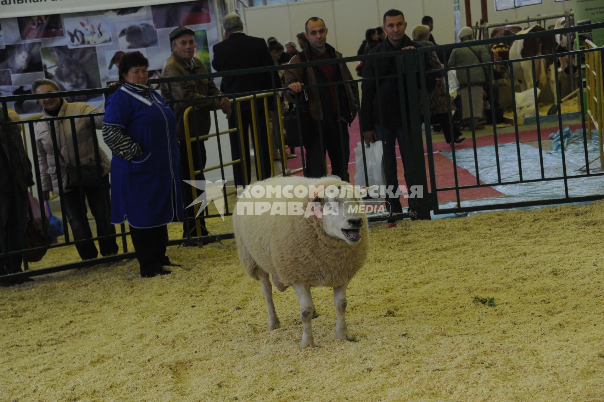 XVI Российская агропромышленная выставка `Золотая осень - 2014` на ВВЦ. На снимке: баран.