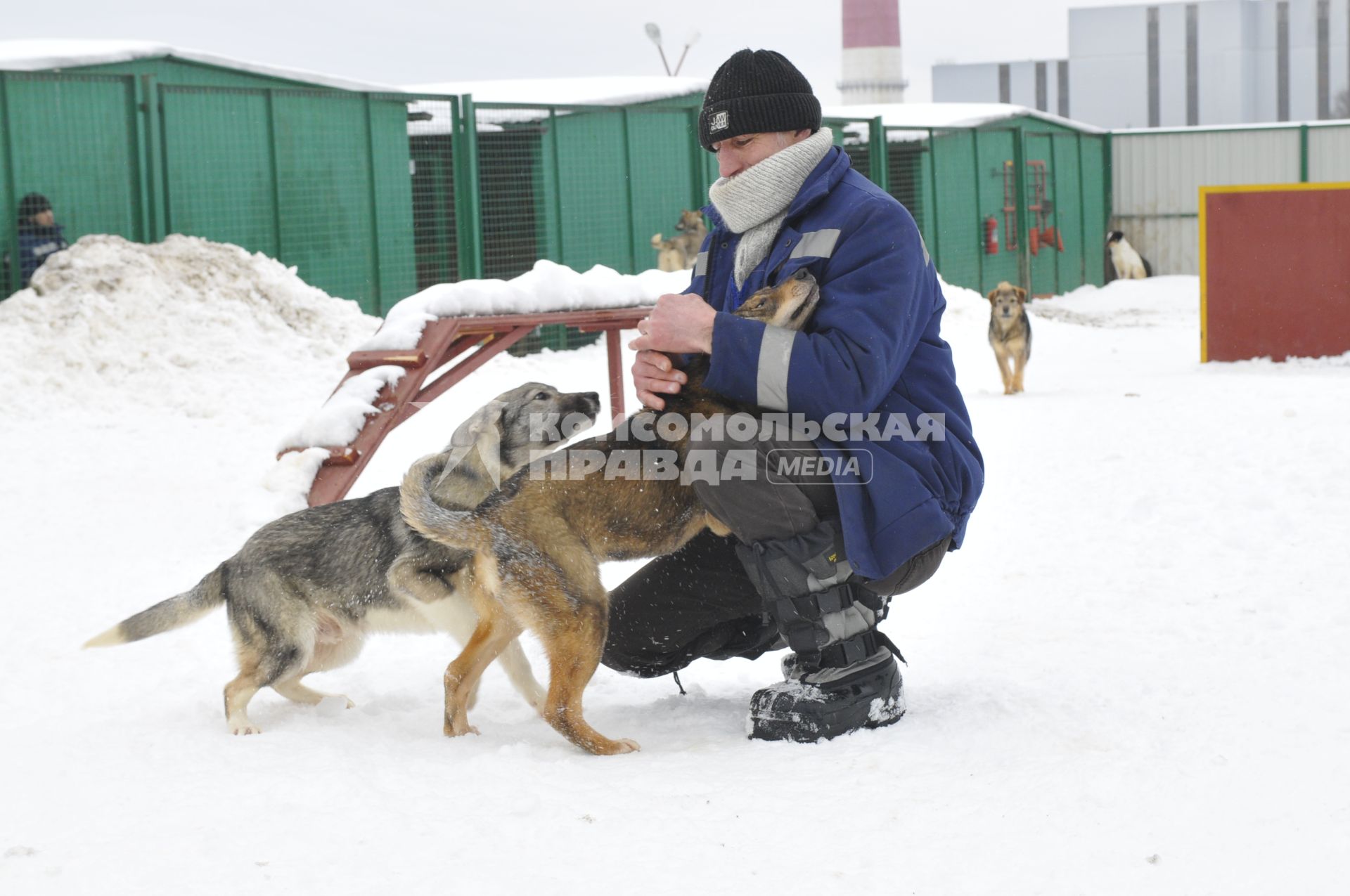 Собачий приют.