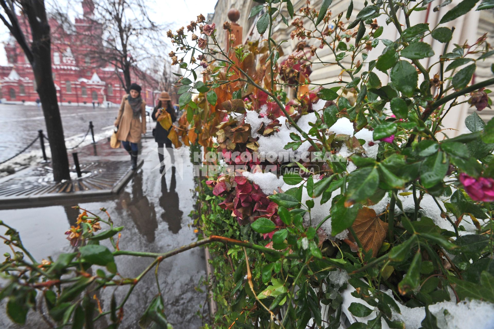 Первый снег в Москве. На снимке: заснеженные растения на Красной Площади.