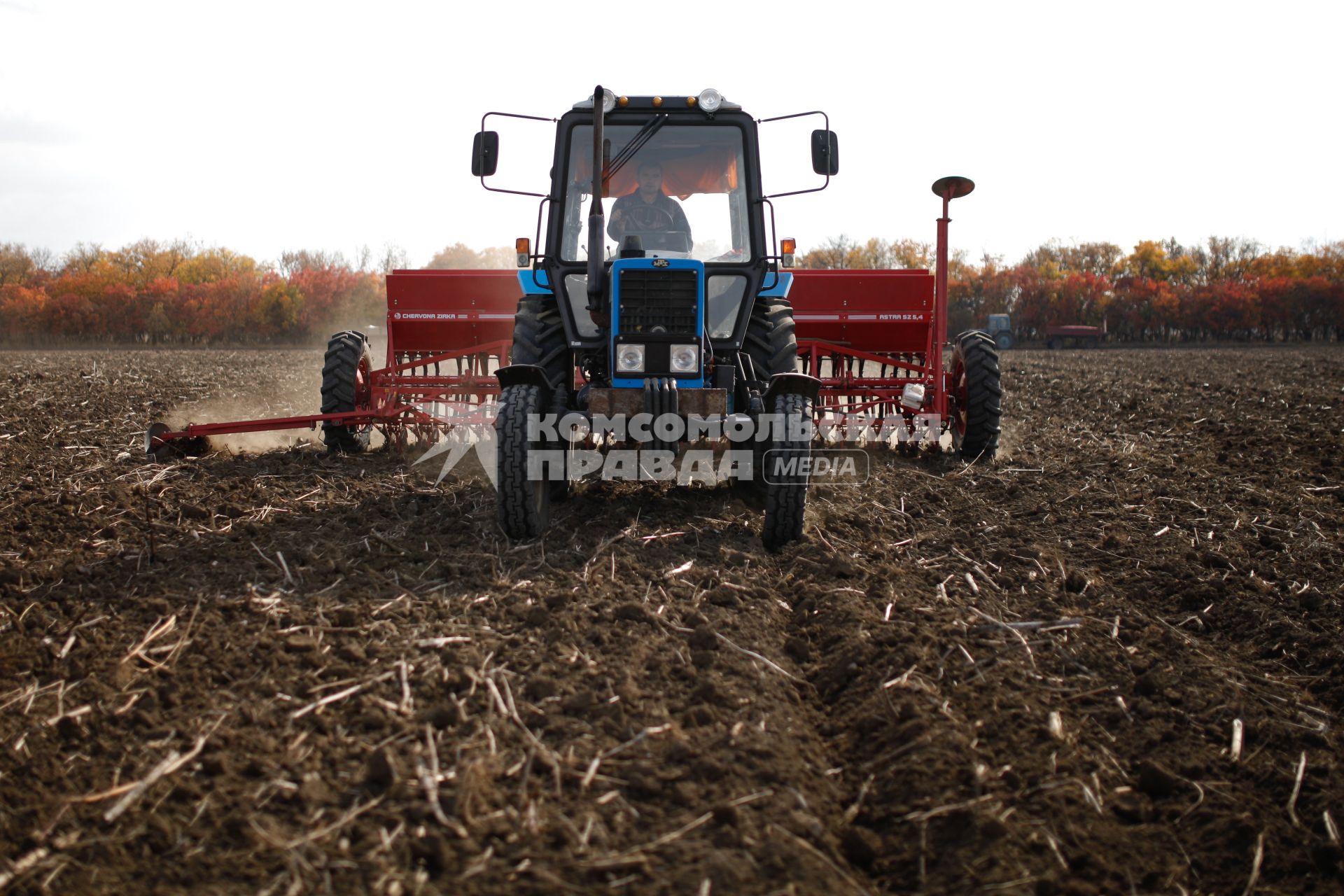 Сев озимой пшеницы. Трактор Беларус МТЗ 80.1