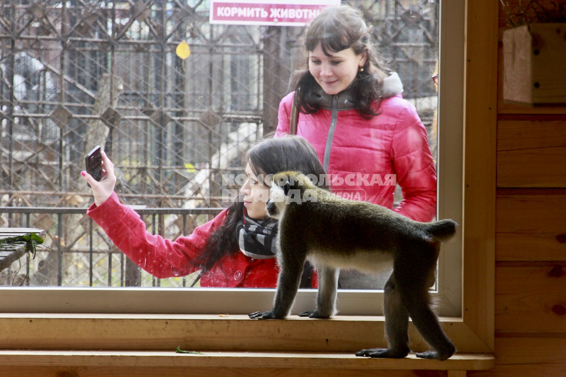 Девушка фотографируется с мартышкой в зоопарке.