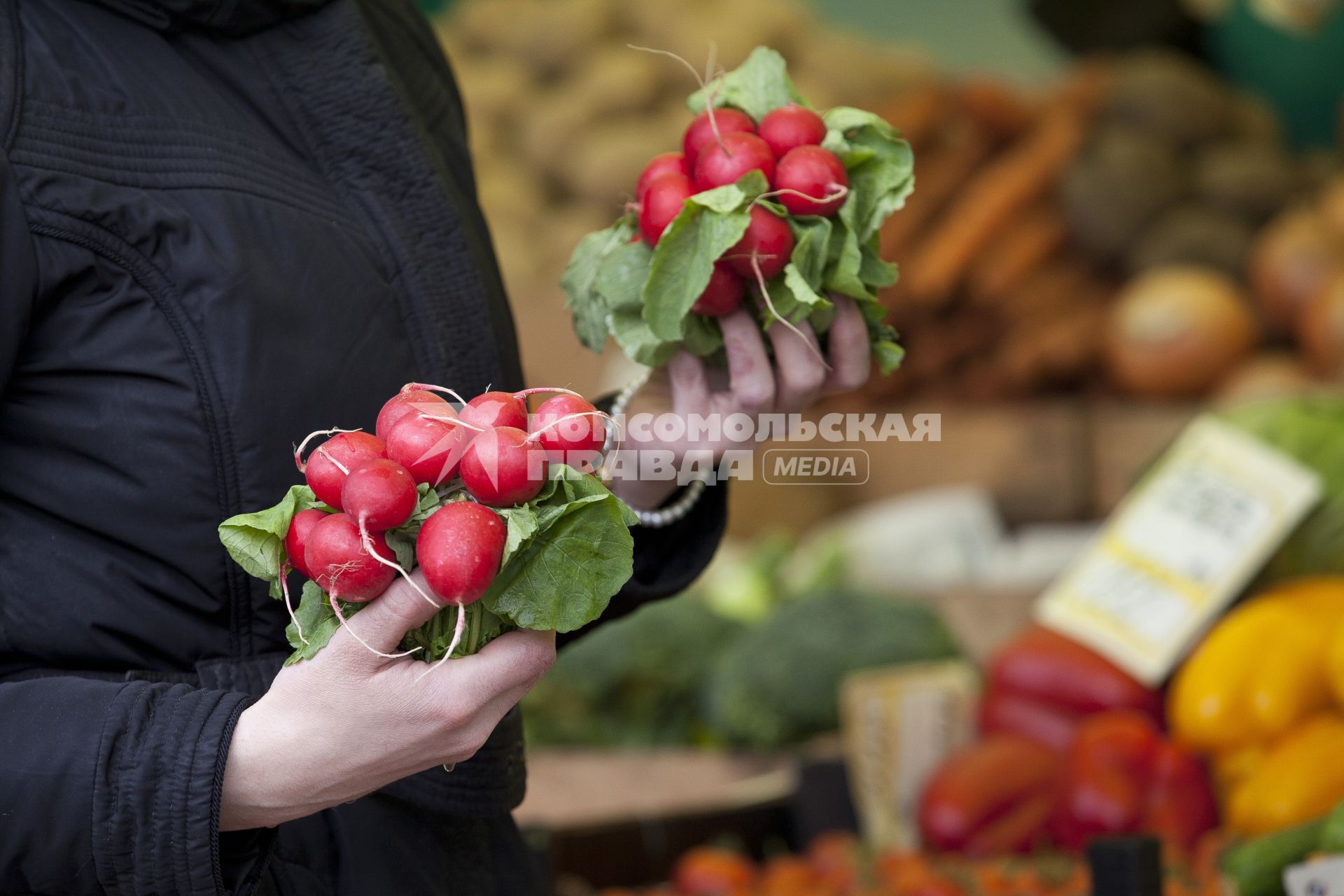 Рука держит редис.