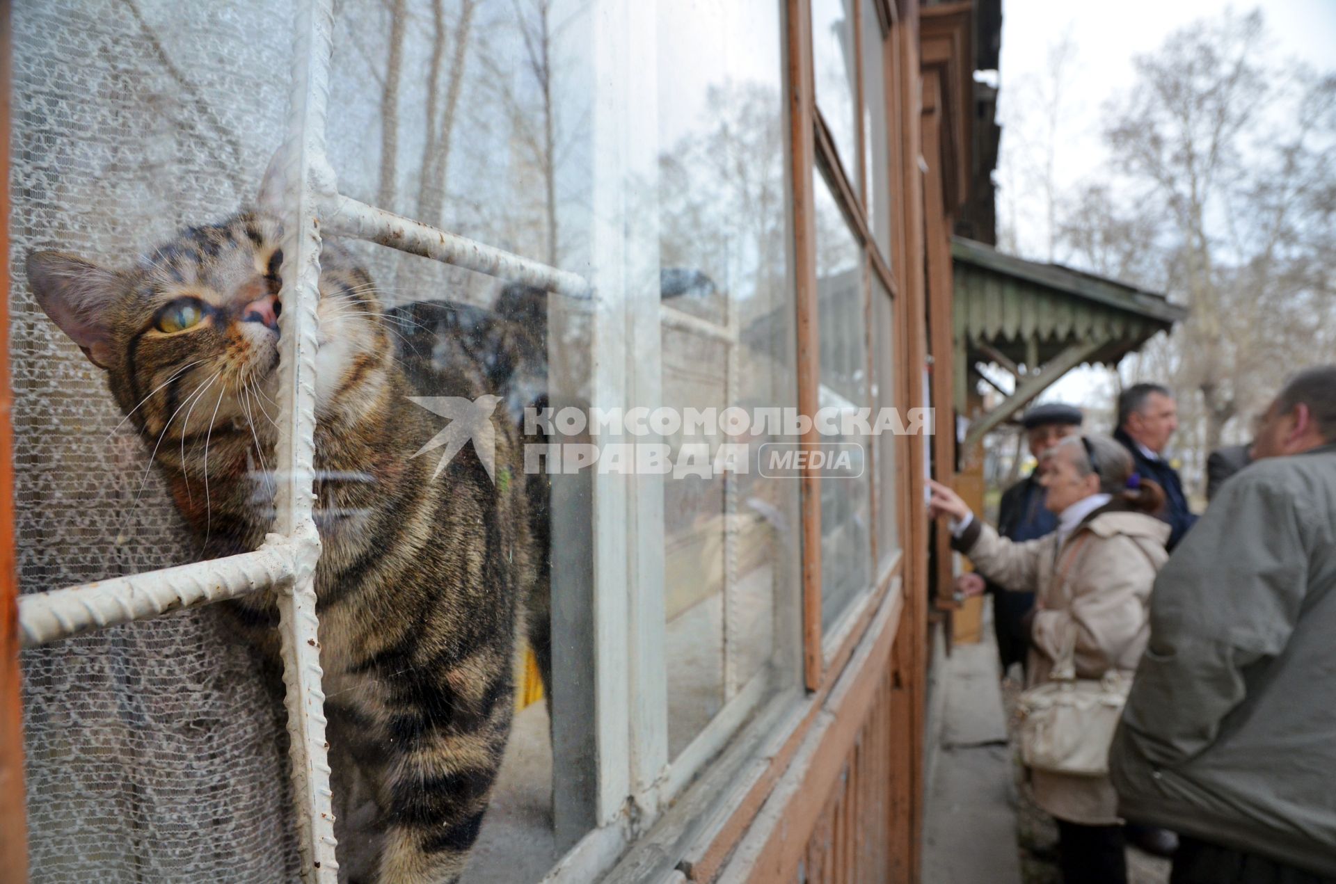 Кошка в окне ветхого дома.