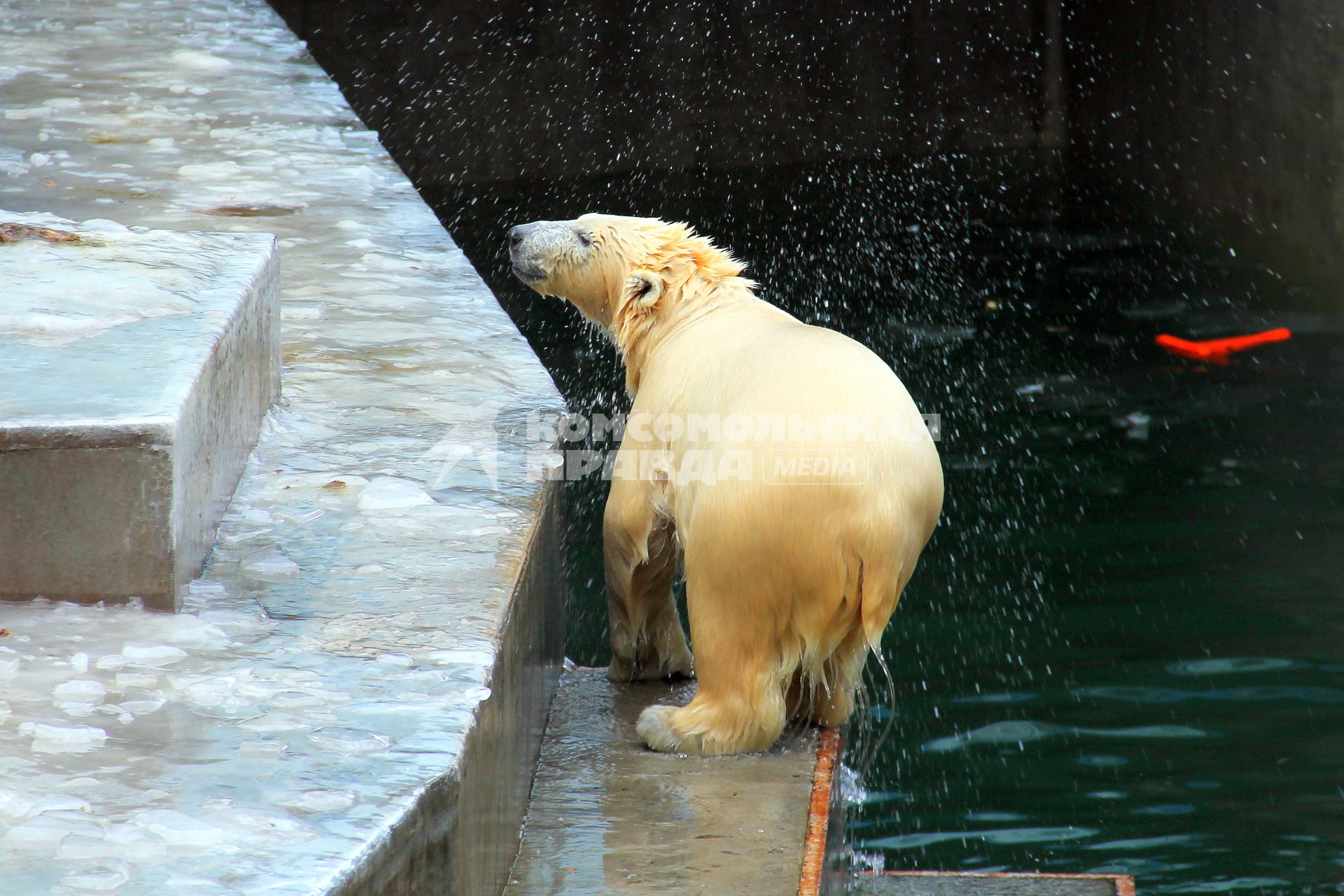 Новосибирский зоопарк хочет продать 11-месячную медведицу Шилку.