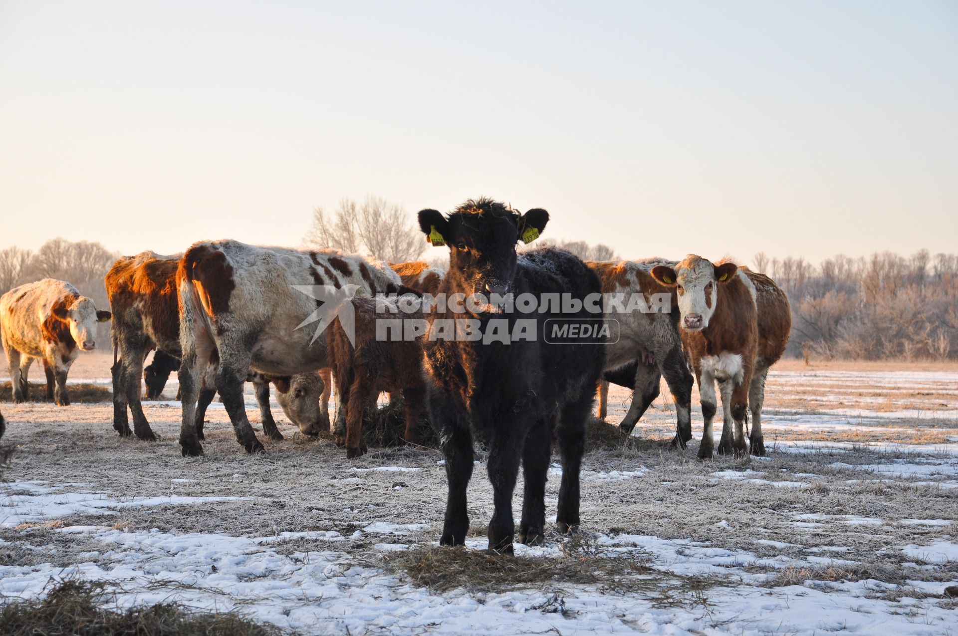 Коровы на открытом пастбище зимой. На первом плане - телонок породы ангус (дает мраморное мясо)