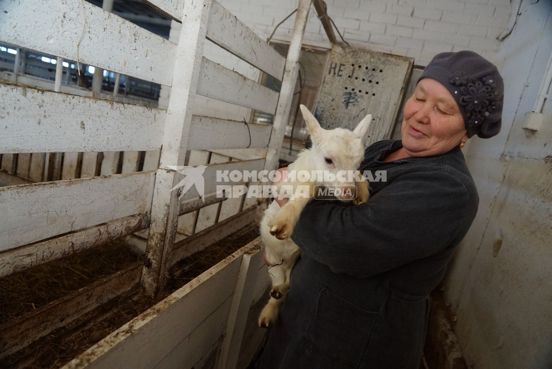 доярка держит на руках маленького козленка, на сельхозпредприятии по выращиванию коз и производству козьего молока – научно-производственный кооператив «Ачитский»