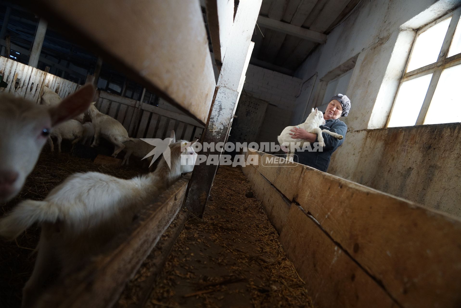 доярка держит на руках маленького козленка, на сельхозпредприятии по выращиванию коз и производству козьего молока – научно-производственный кооператив «Ачитский»