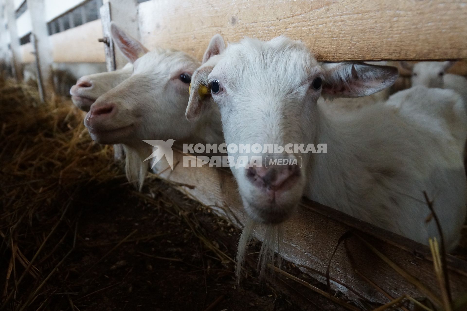 загон для дойных коз, на сельхозпредприятии по выращиванию коз и производству козьего молока – научно-производственный кооператив «Ачитский»