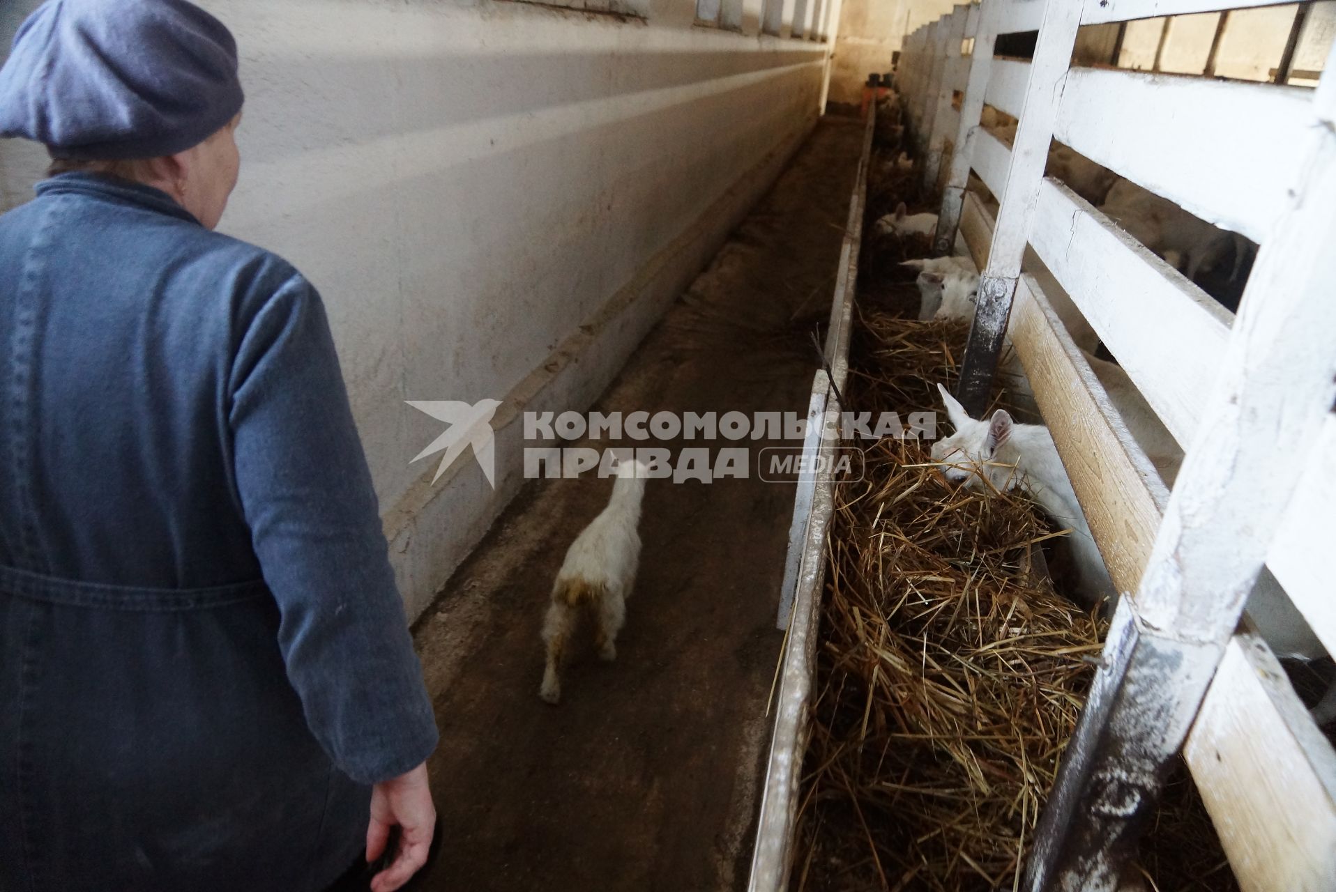 доярка гонится за маленьким козленком сбежавшим из загона, на сельхозпредприятии по выращиванию коз и производству козьего молока – научно-производственный кооператив «Ачитский»