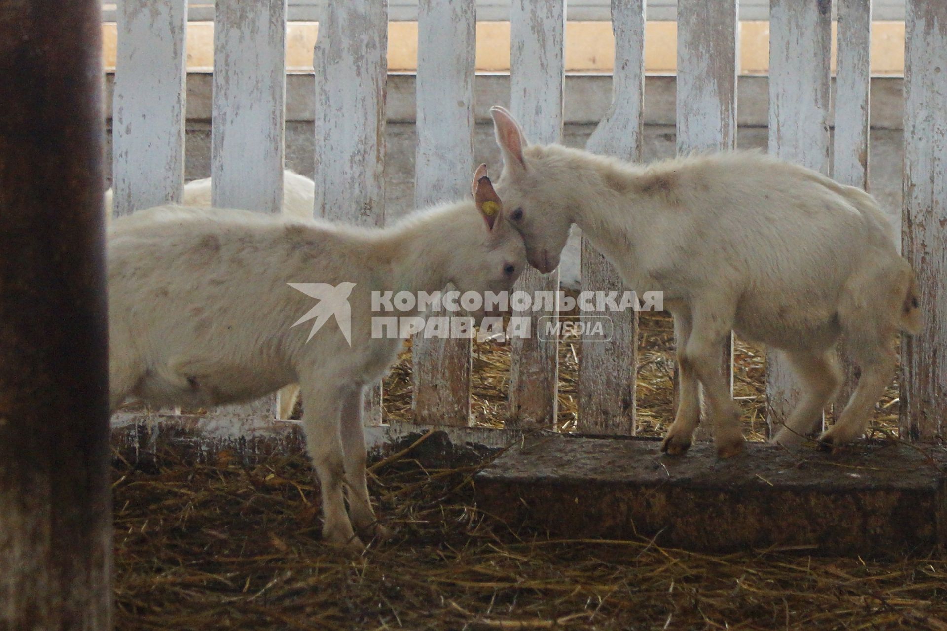 козлята бодаются в загоне, на сельхозпредприятии по выращиванию коз и производству козьего молока – научно-производственный кооператив «Ачитский»