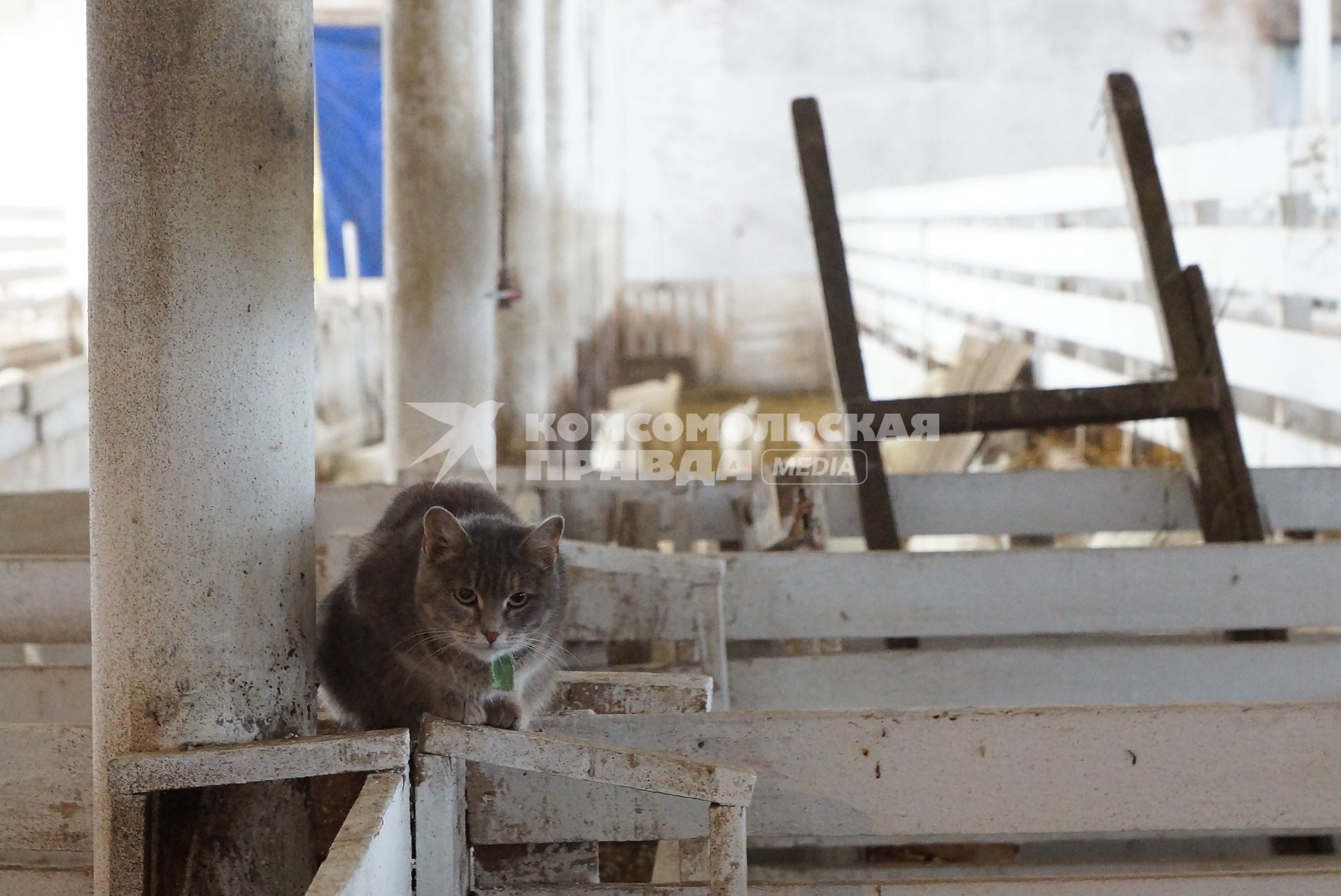 кошка у загона для козлят, на сельхозпредприятии по выращиванию коз и производству козьего молока – научно-производственный кооператив «Ачитский»