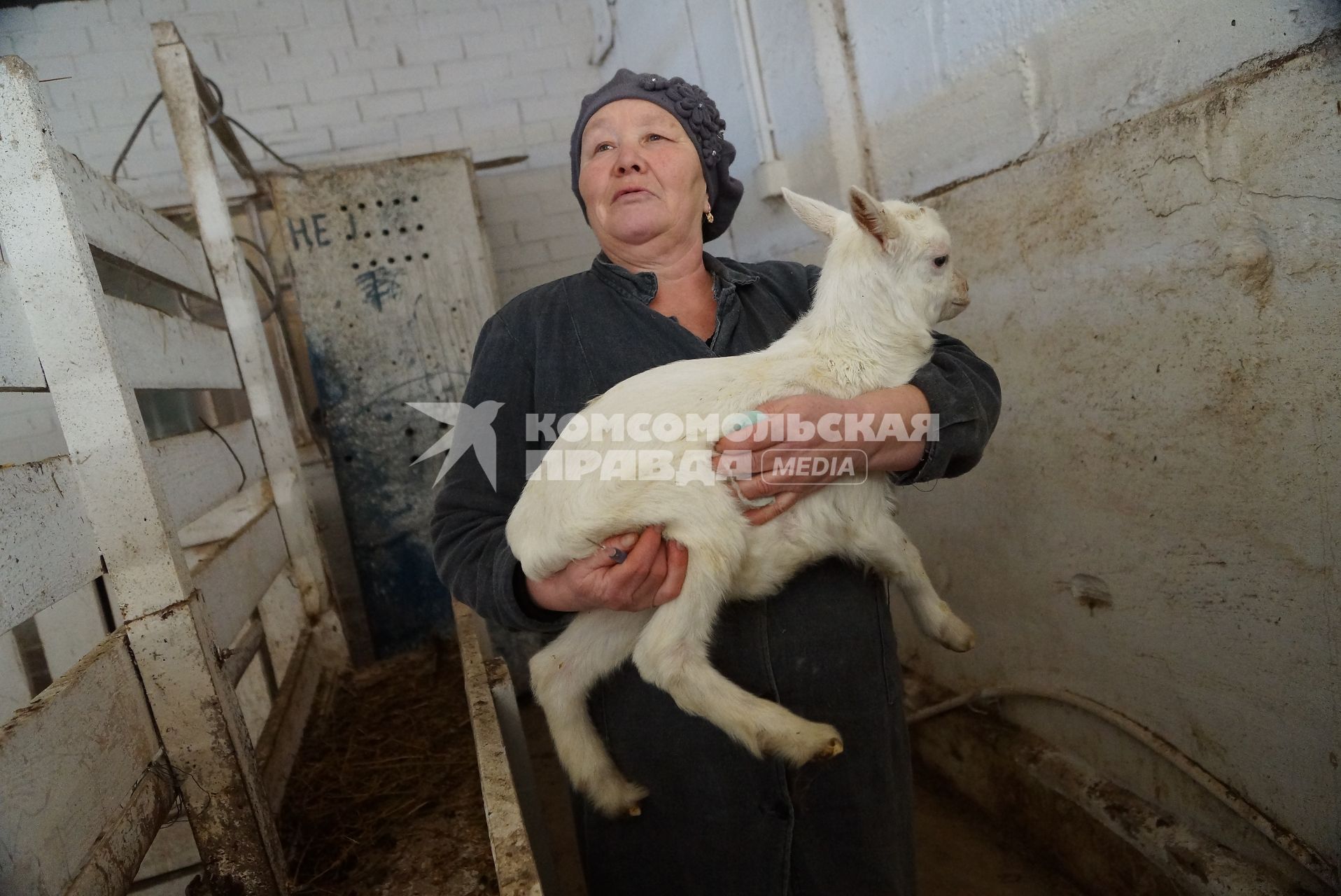 доярка держит на руках маленького козленка, на сельхозпредприятии по выращиванию коз и производству козьего молока – научно-производственный кооператив «Ачитский»