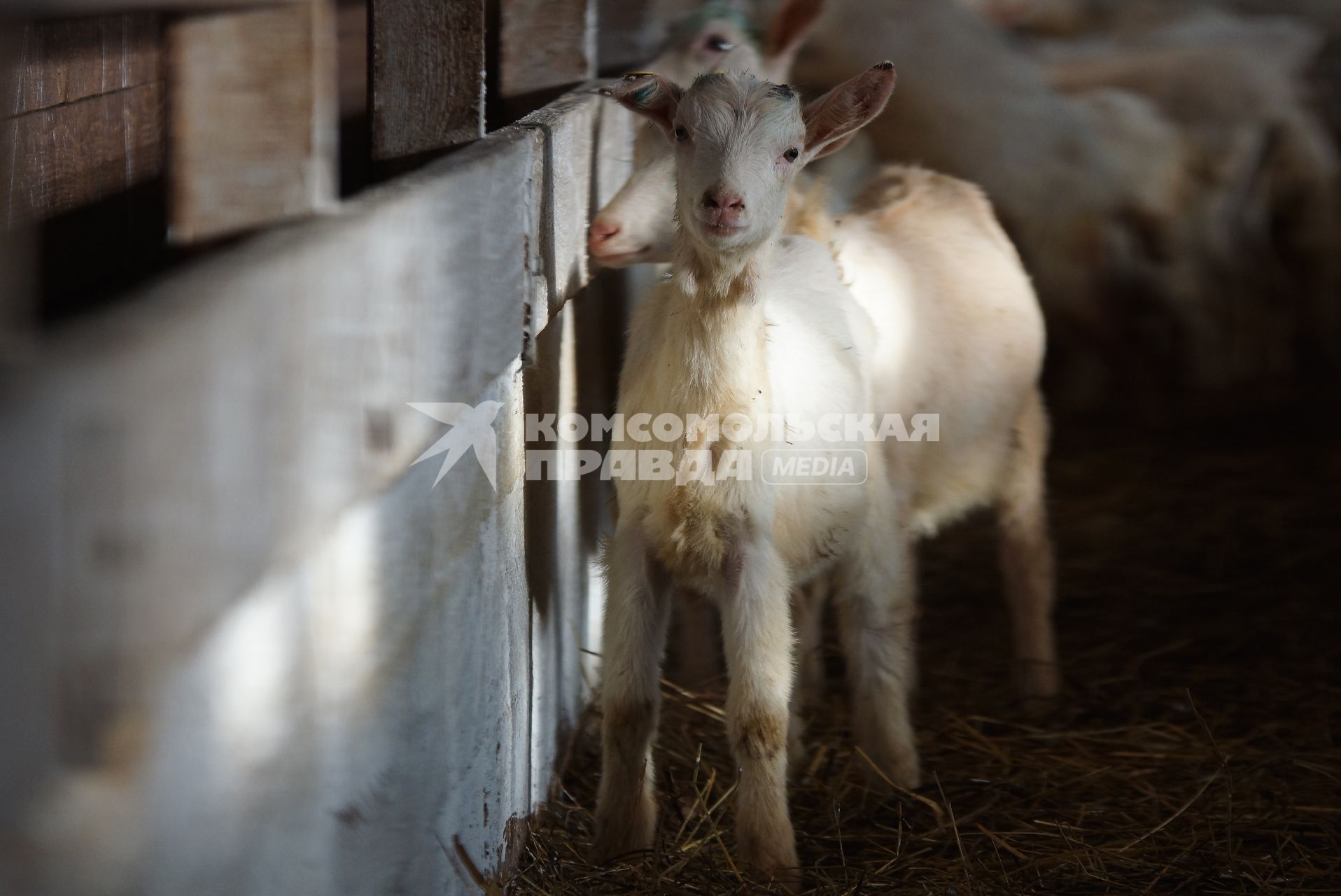 загон для козлят, на сельхозпредприятии по выращиванию коз и производству козьего молока – научно-производственный кооператив «Ачитский»