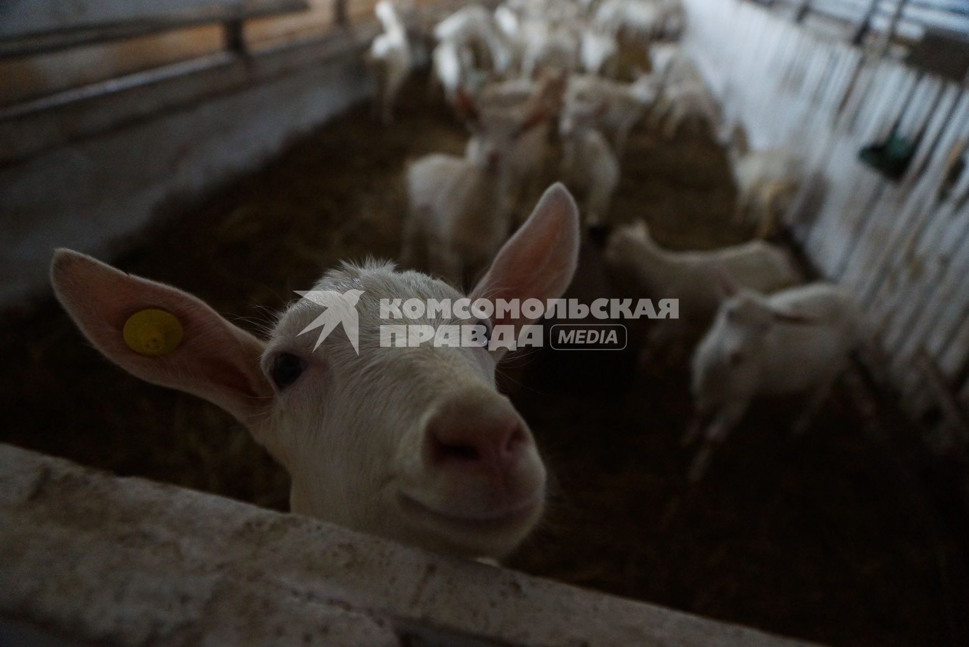 загон для козлят, на сельхозпредприятии по выращиванию коз и производству козьего молока – научно-производственный кооператив «Ачитский»