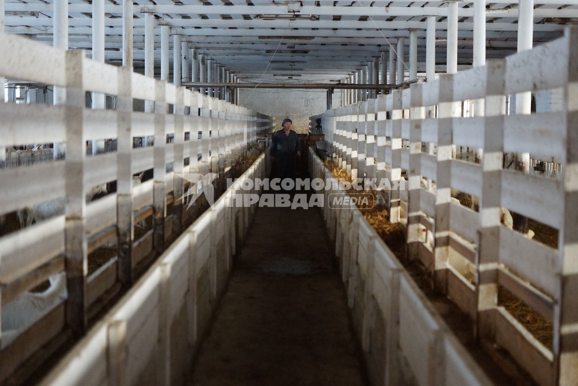 женщина - сотрудница козьей фермы проходит вдоль загонов с козами, на сельхозпредприятии по выращиванию коз и производству козьего молока – научно-производственный кооператив «Ачитский»