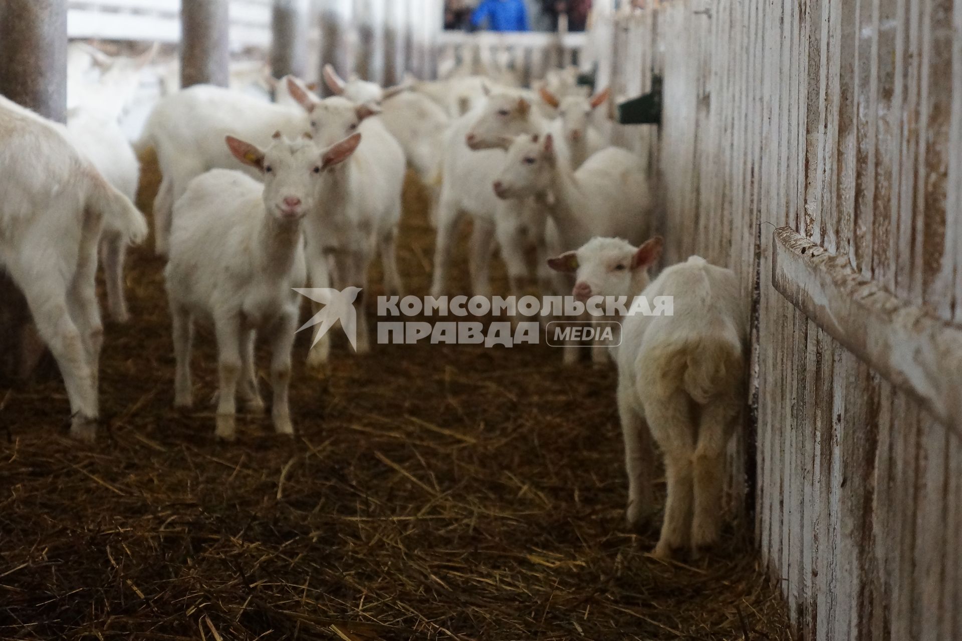 загон для дойных коз, на сельхозпредприятии по выращиванию коз и производству козьего молока – научно-производственный кооператив «Ачитский»