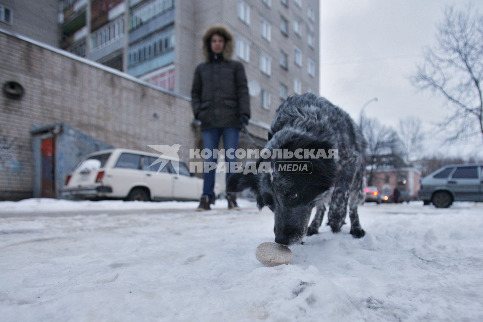 В Ярославле по вине догхантеров за сутки отравились несколько домашних собак. На снимке: собака во время прогулки подбирает котлету на улице.