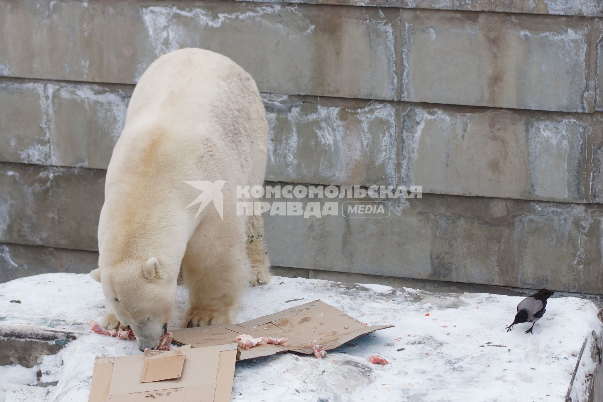 Белый медведь Умка из Екатеринбургского зоопарка в своем вольере с зачетной книжкой, подареной ему сотрудниками зоопарка, в день его рождения совпавшим с днем студента