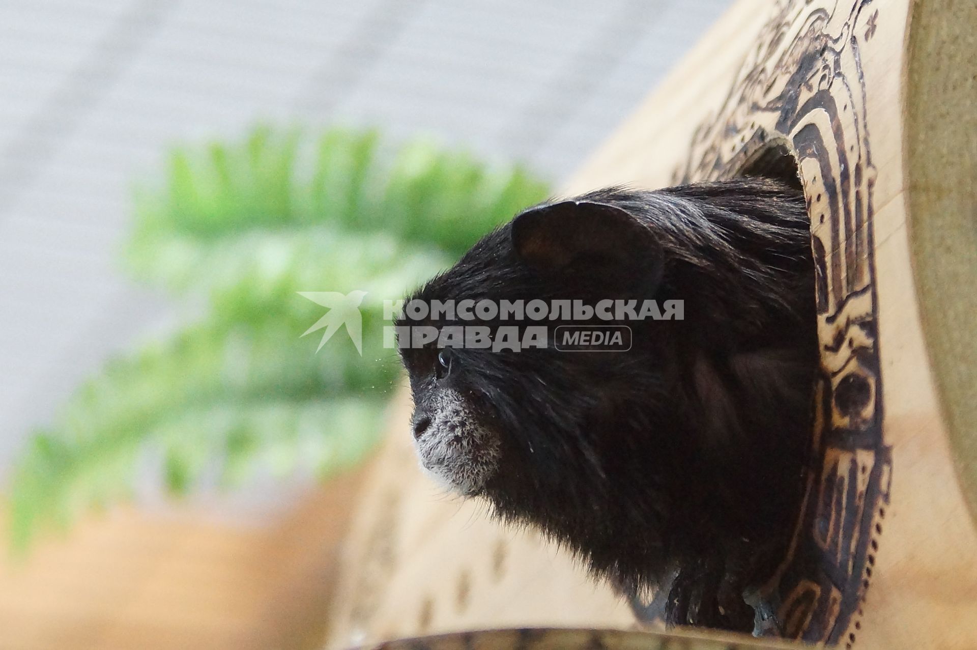 Буроголовый тамарин в Екатеринбургском зоопарке