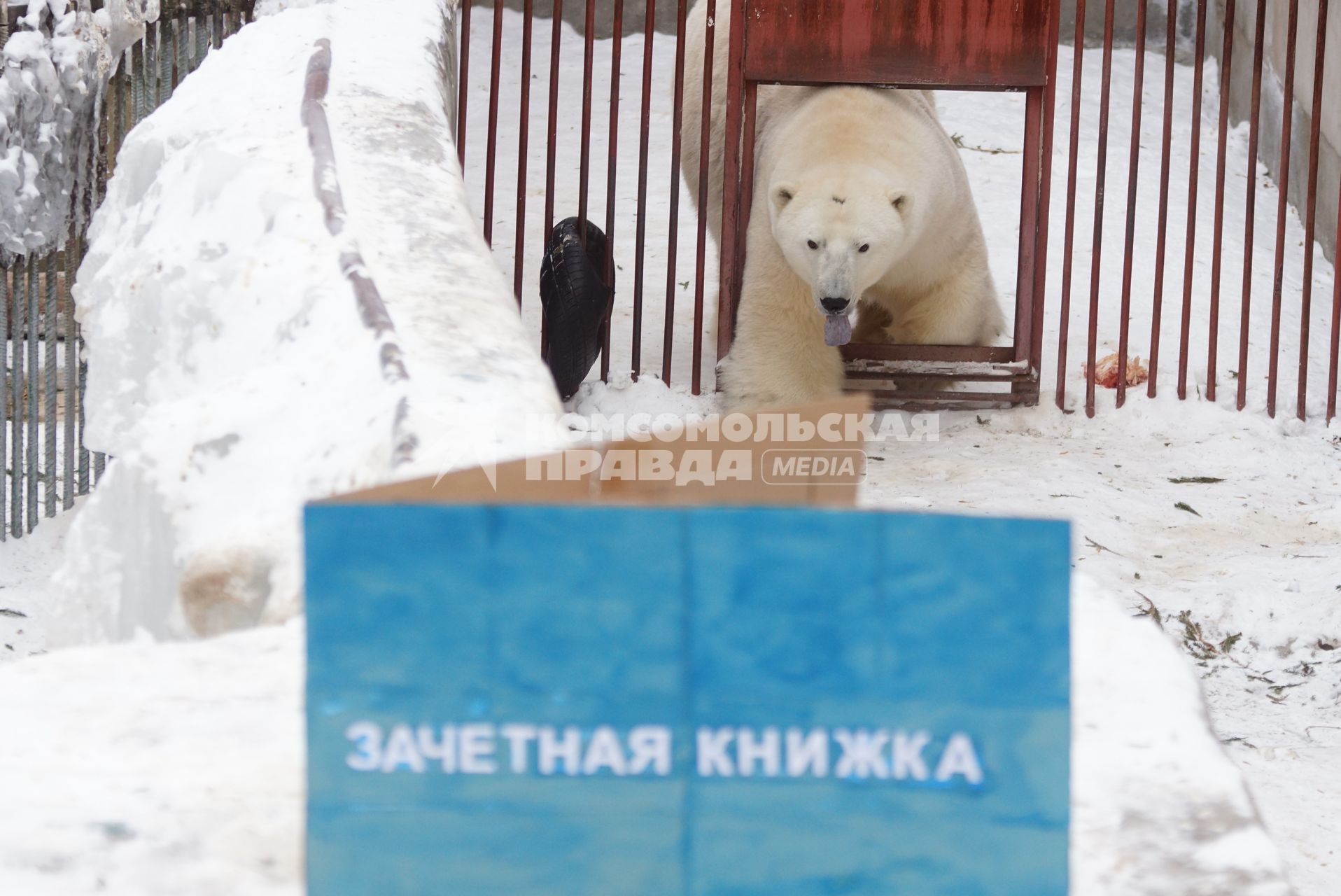 Белый медведь Умка из Екатеринбургского зоопарка заходит в свой вольер, где его ждет зачетная книжка, в день его рождения совпавшим с днем студента