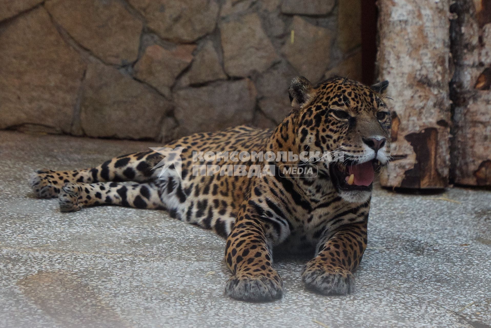 Самка ягуара впервые вышла на экспозицию Екатербургского зоопарка