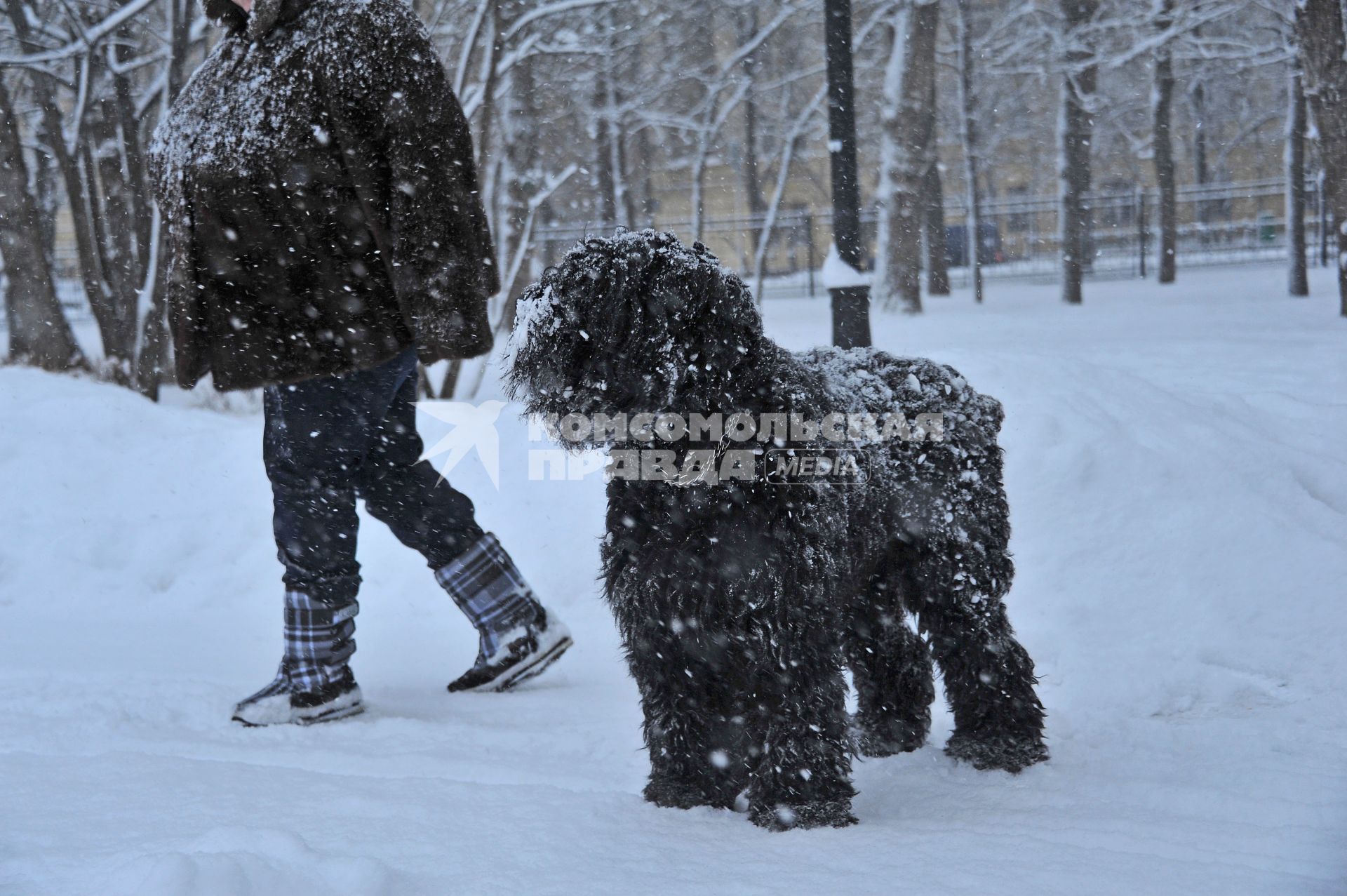 Собака породы барбет во время прогулки.