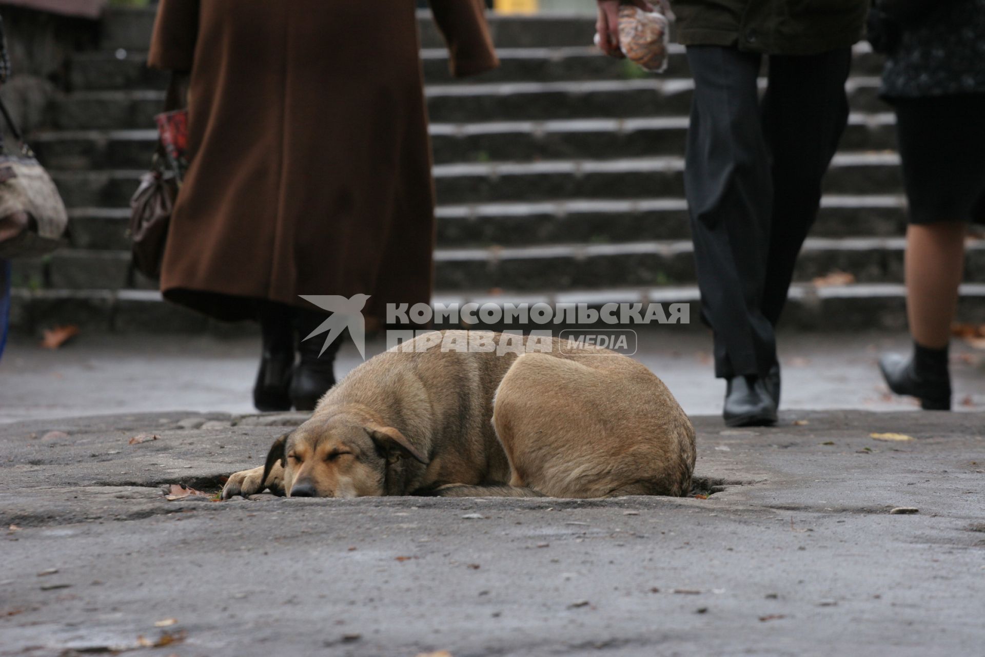 Бездомная собака спит на улице.