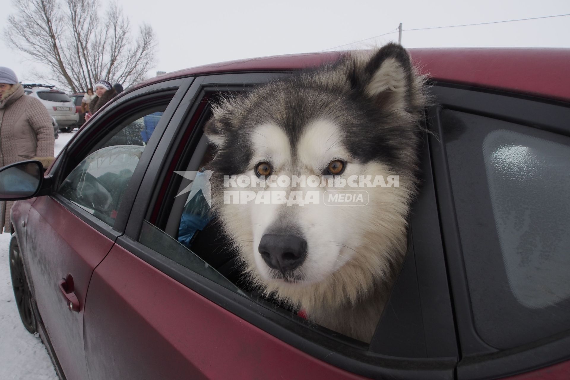 Тульская область, с. Монастырщино. Собака породы хаски выглядывает из окна машины во время семейного спортивного праздника `Большой тур `Куликово поле`.