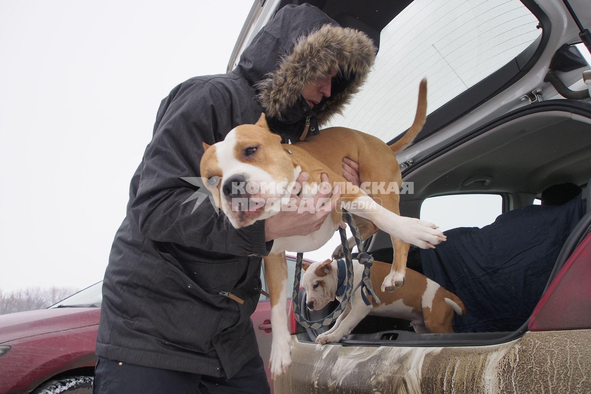 Тульская область, с. Монастырщино. Мужчина достает из автомобиля собаку породы стаффордширский терьер на семейном спортивном празднике `Большой тур `Куликово поле`.