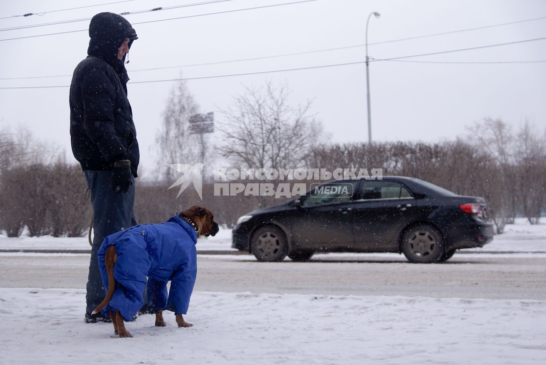 Мужчина выгуливает свою собаку, одетую в синий комбинезон.  Екатеринбург
